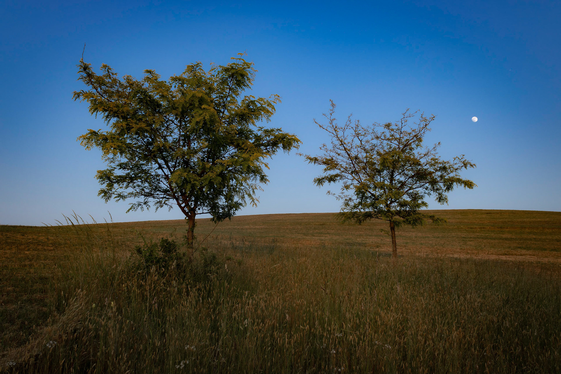Trees Before Moon