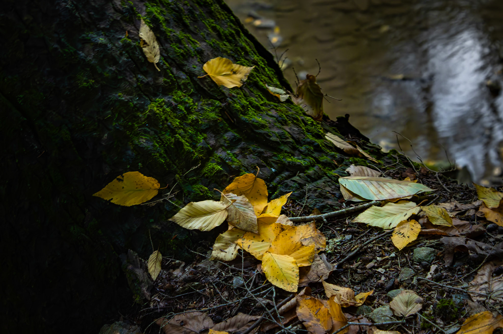 Leaves Against Tree