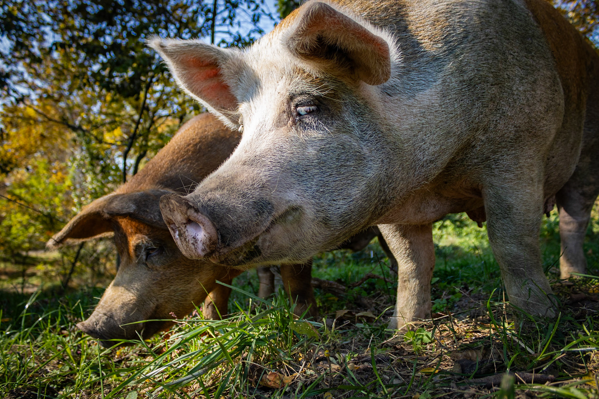 Sows at Mirror Image Farms