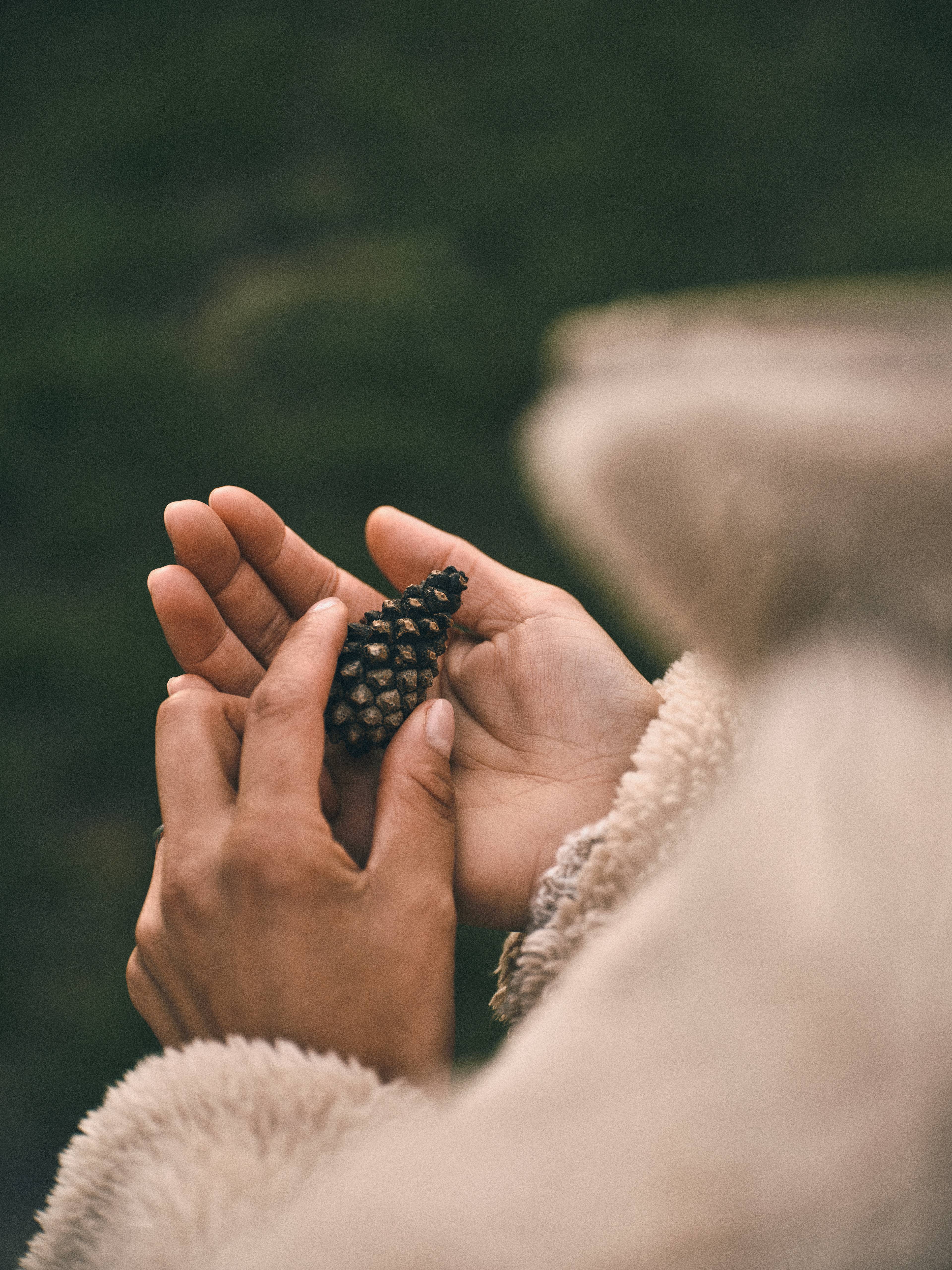 Tannenzapfen in der Hand Herbst Frühling