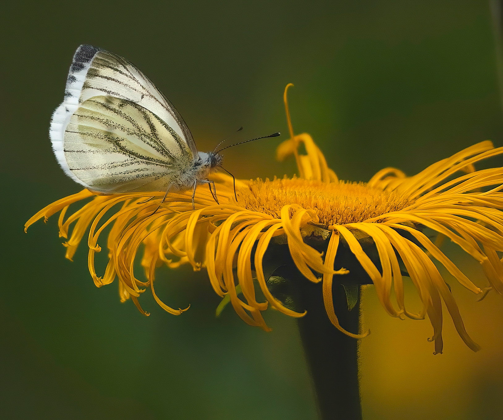 Stor kålsommerfugl - Danmark