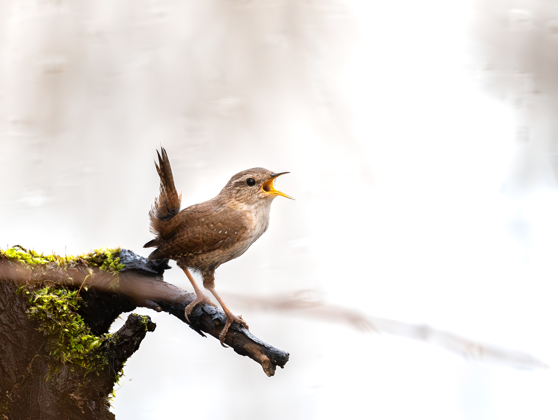 Gærdesmutte - Danmark