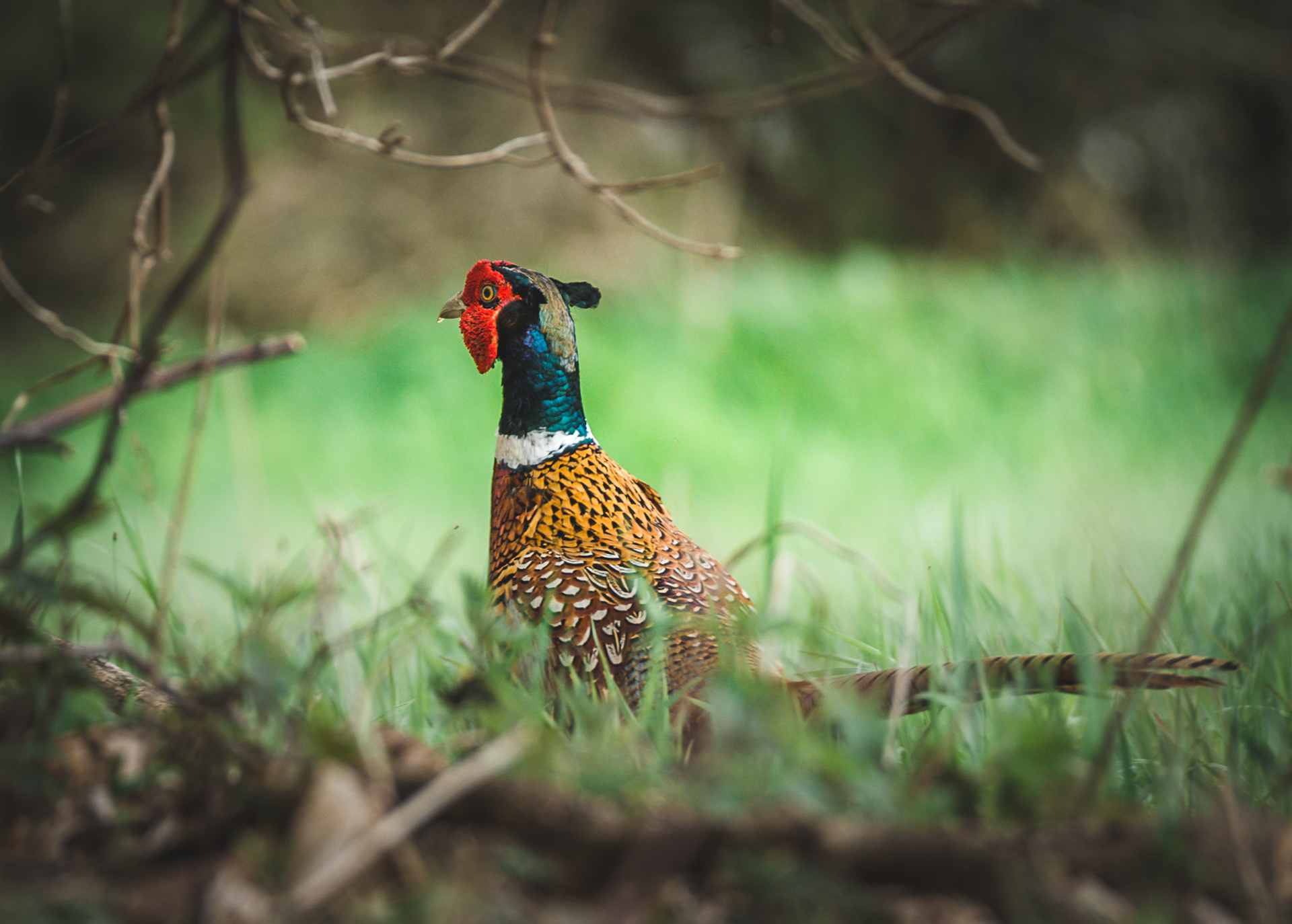Fasan (han) - Danmark