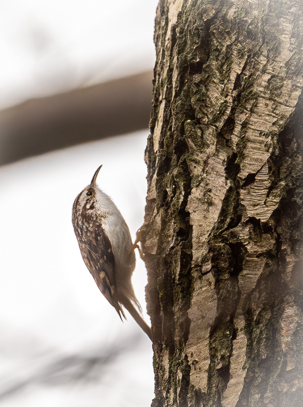 Træløber - Danmark