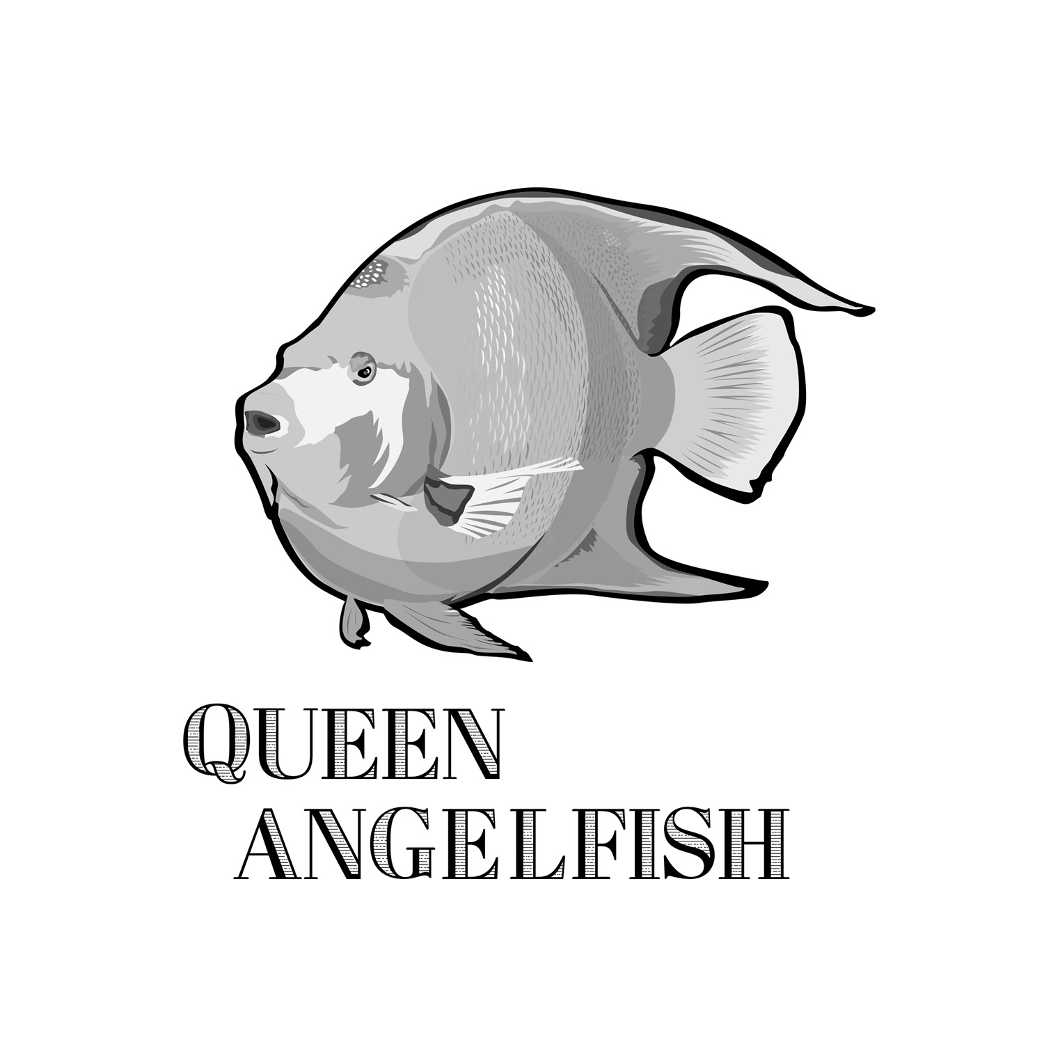 queen angelfish