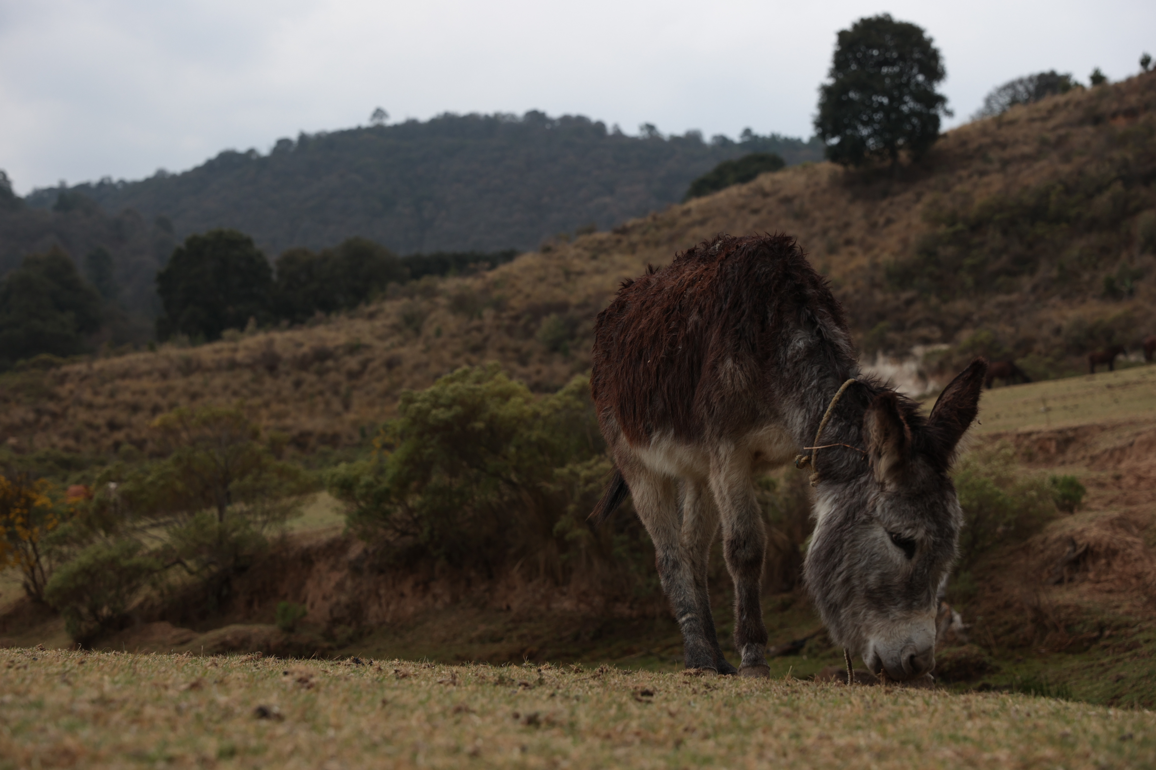 Santa Catarina del Monte
