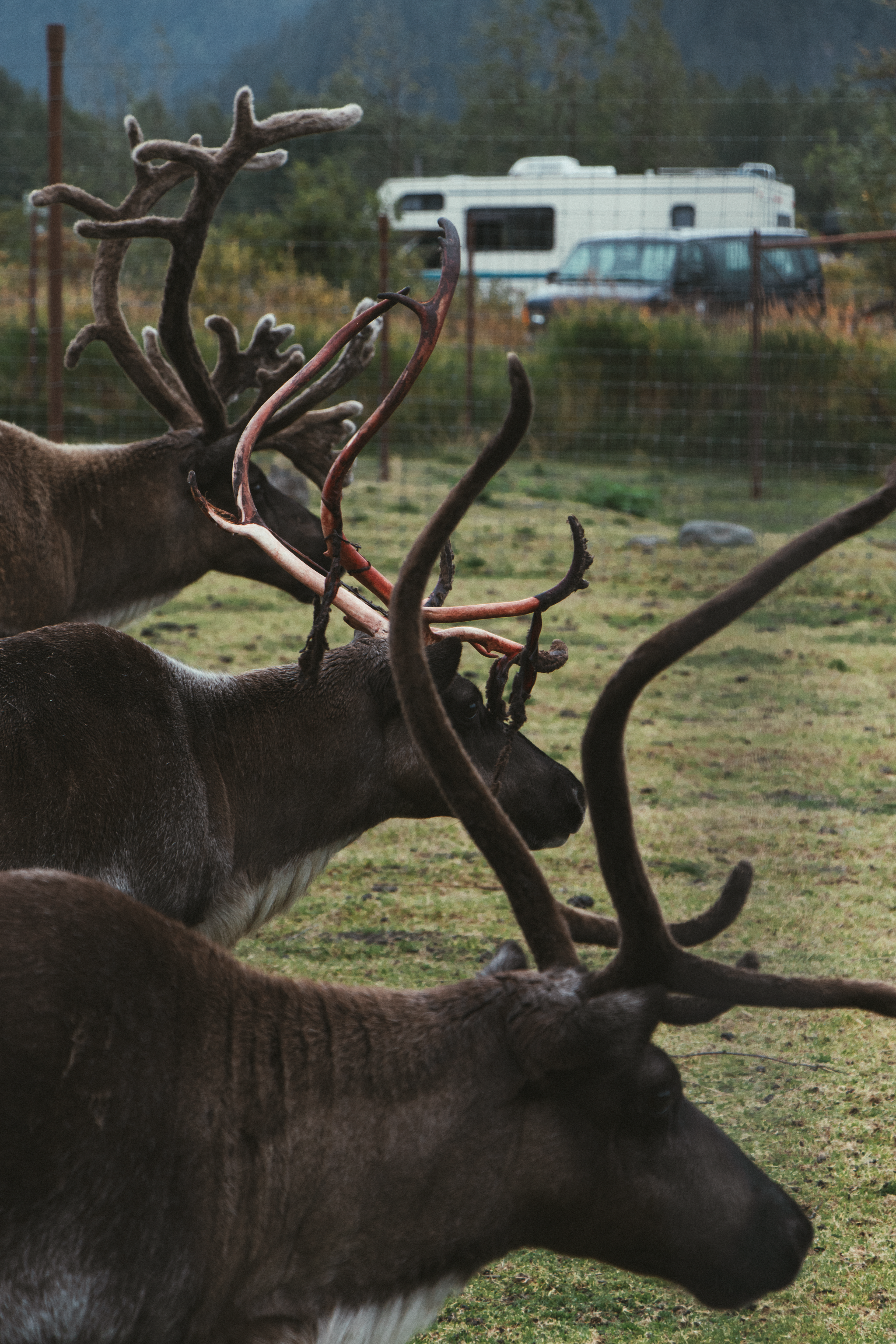 © 2025 Lisa Gerdes Alaska