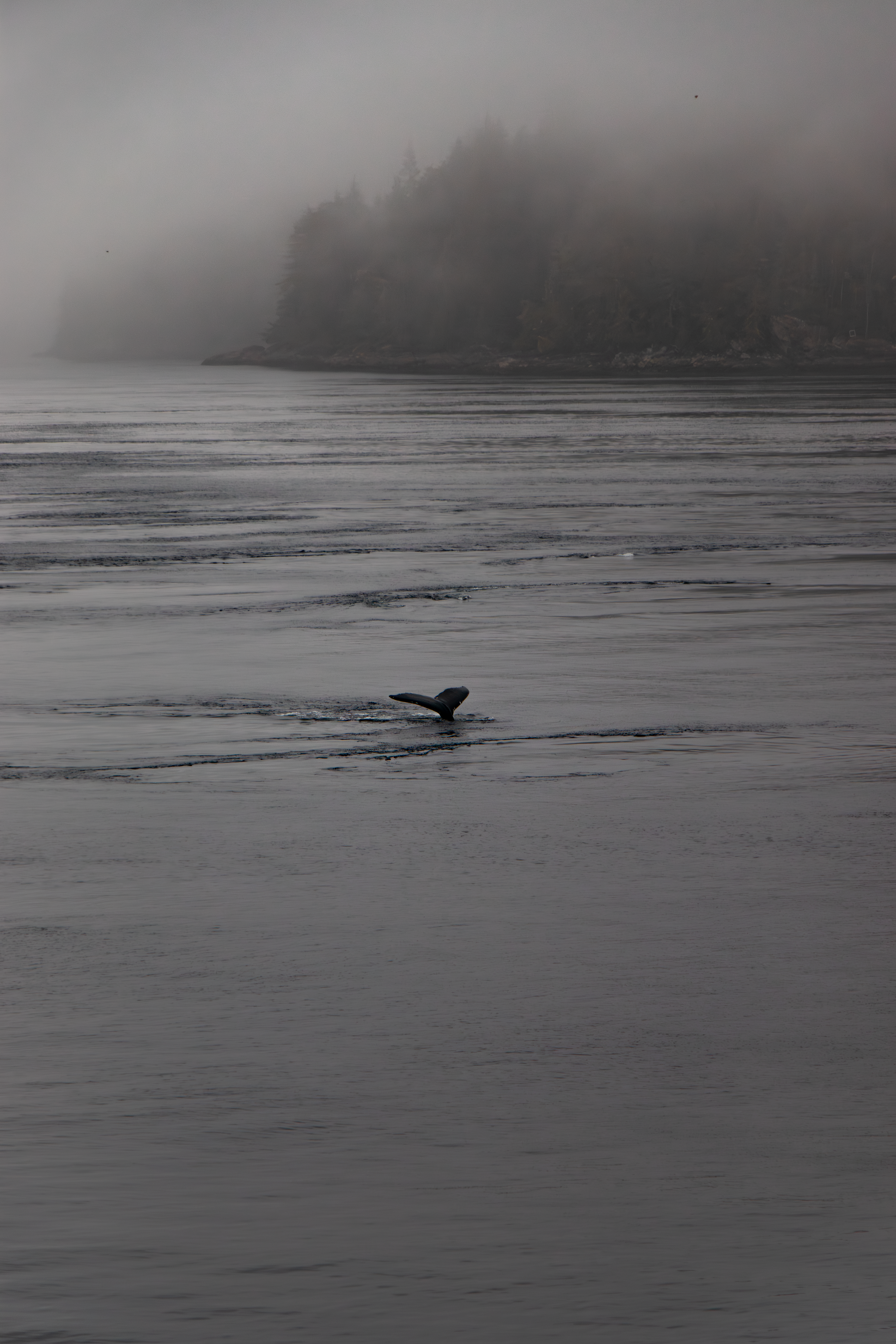 © 2025 Lisa Gerdes Alaska