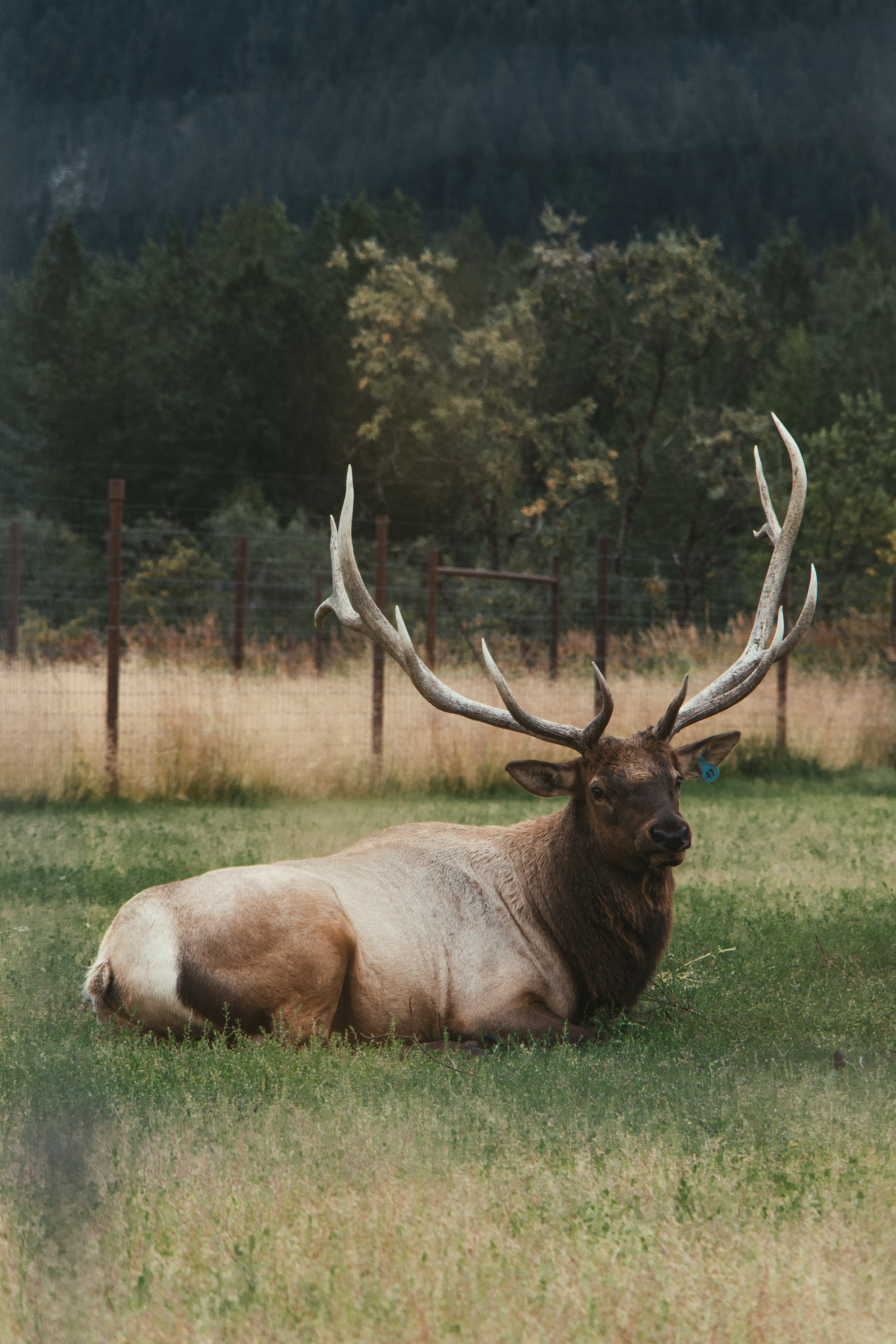 © 2025 Lisa Gerdes Alaska