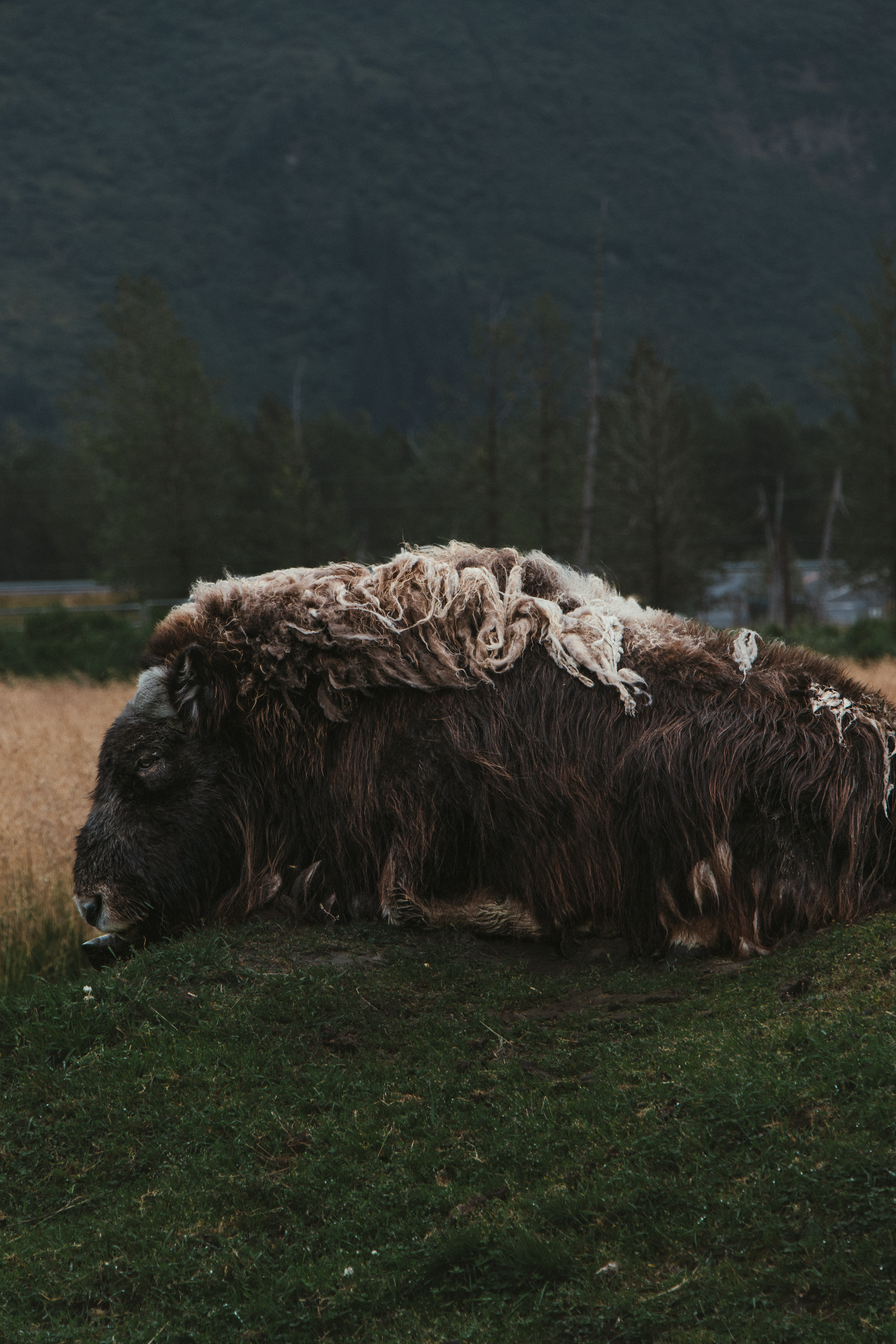 © 2025 Lisa Gerdes Alaska