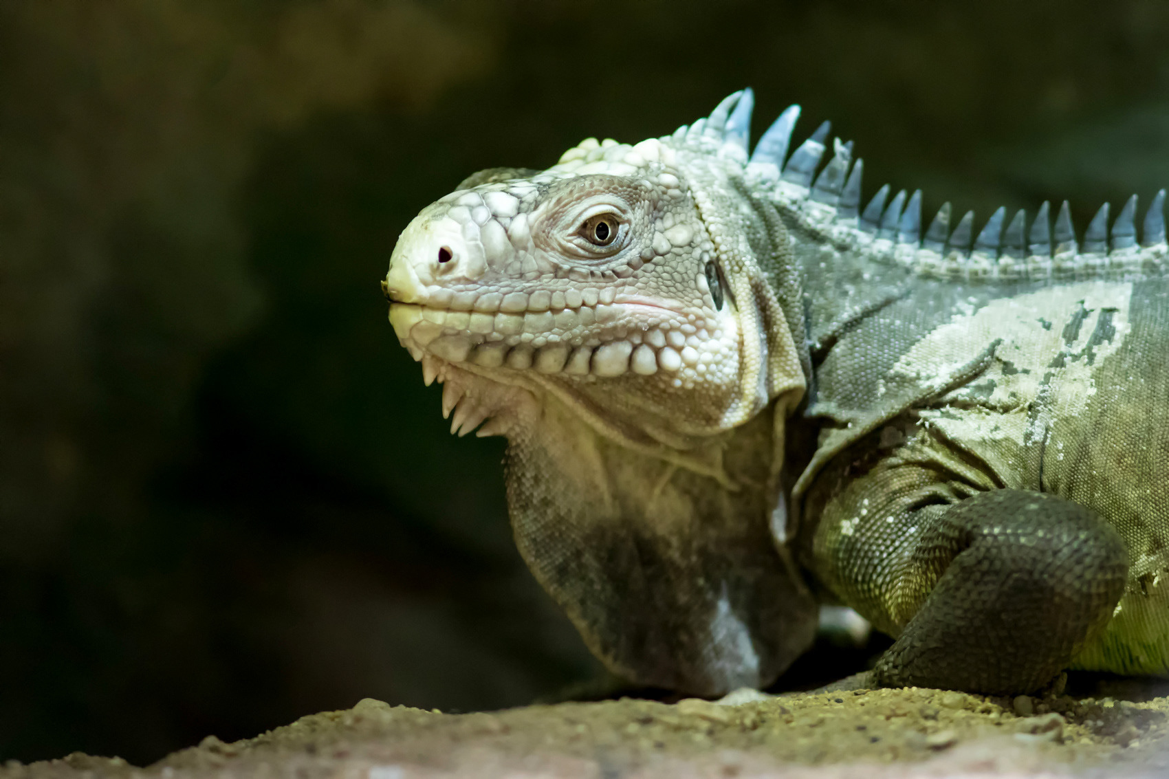 petr-vich-fotograf-portfolio-zvirata