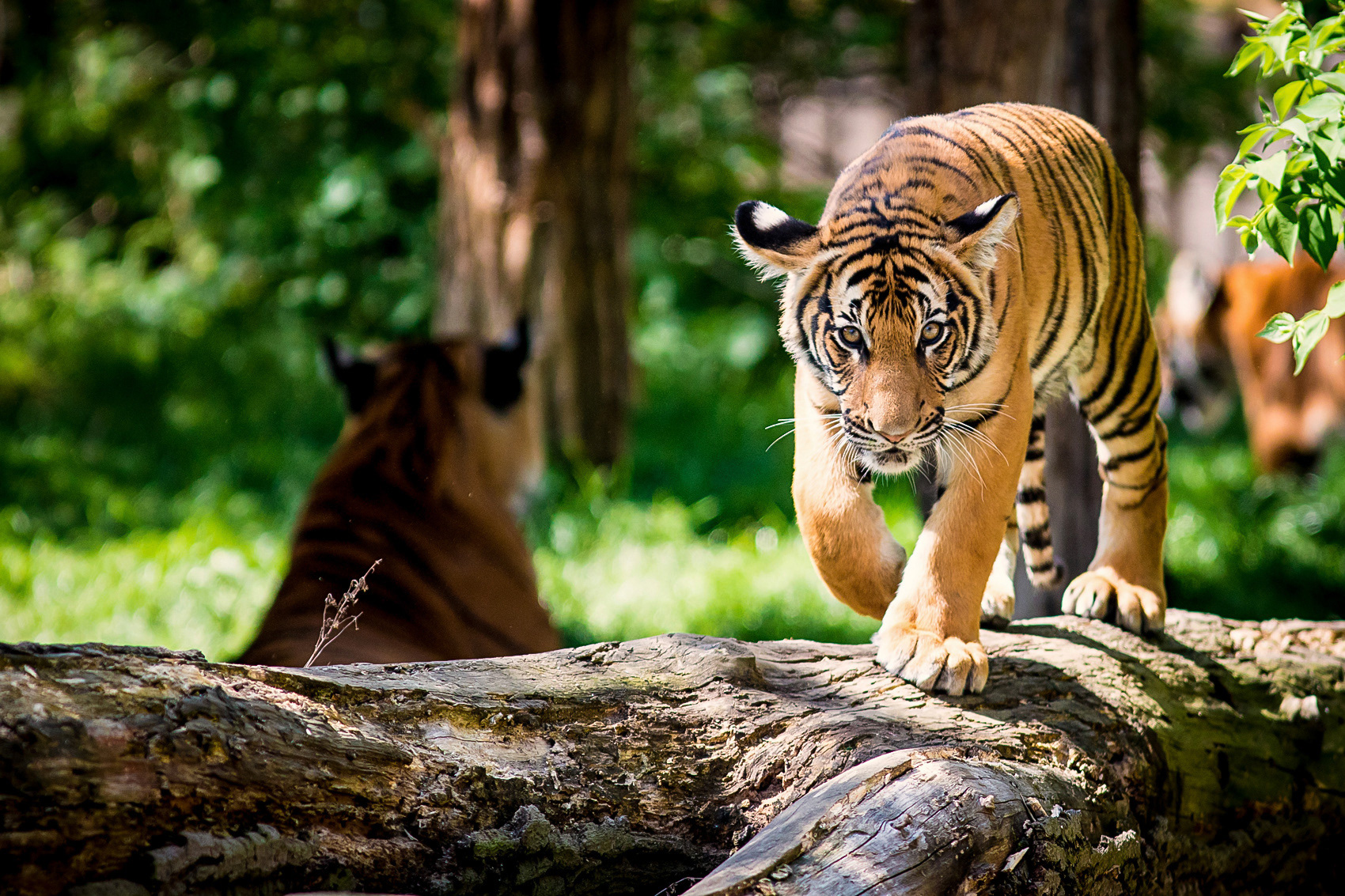 petr-vich-fotograf-portfolio-zvirata