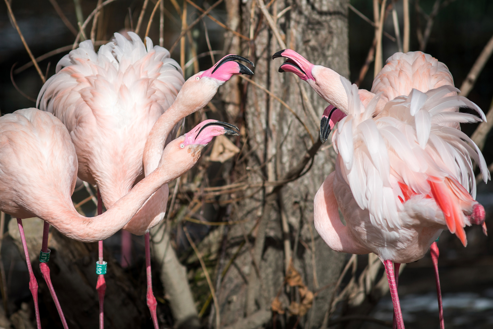 petr-vich-fotograf-portfolio-zvirata