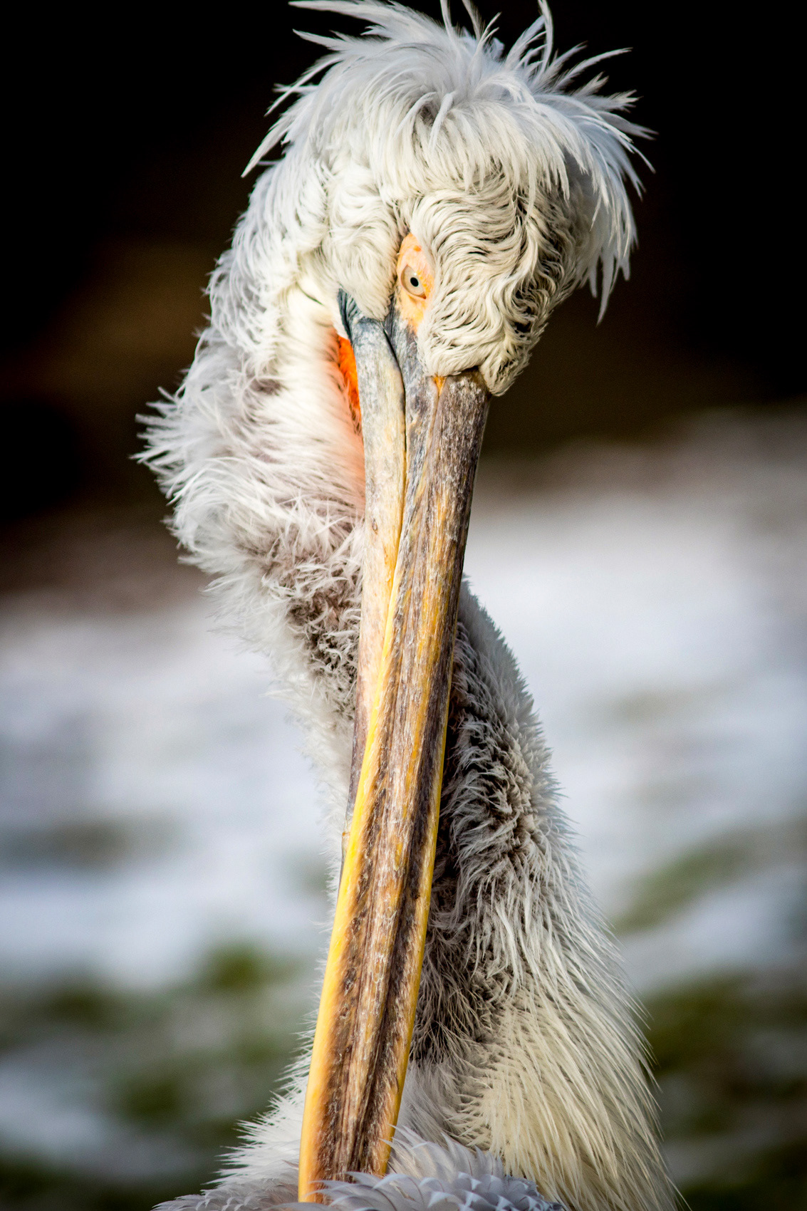 petr-vich-fotograf-portfolio-zvirata