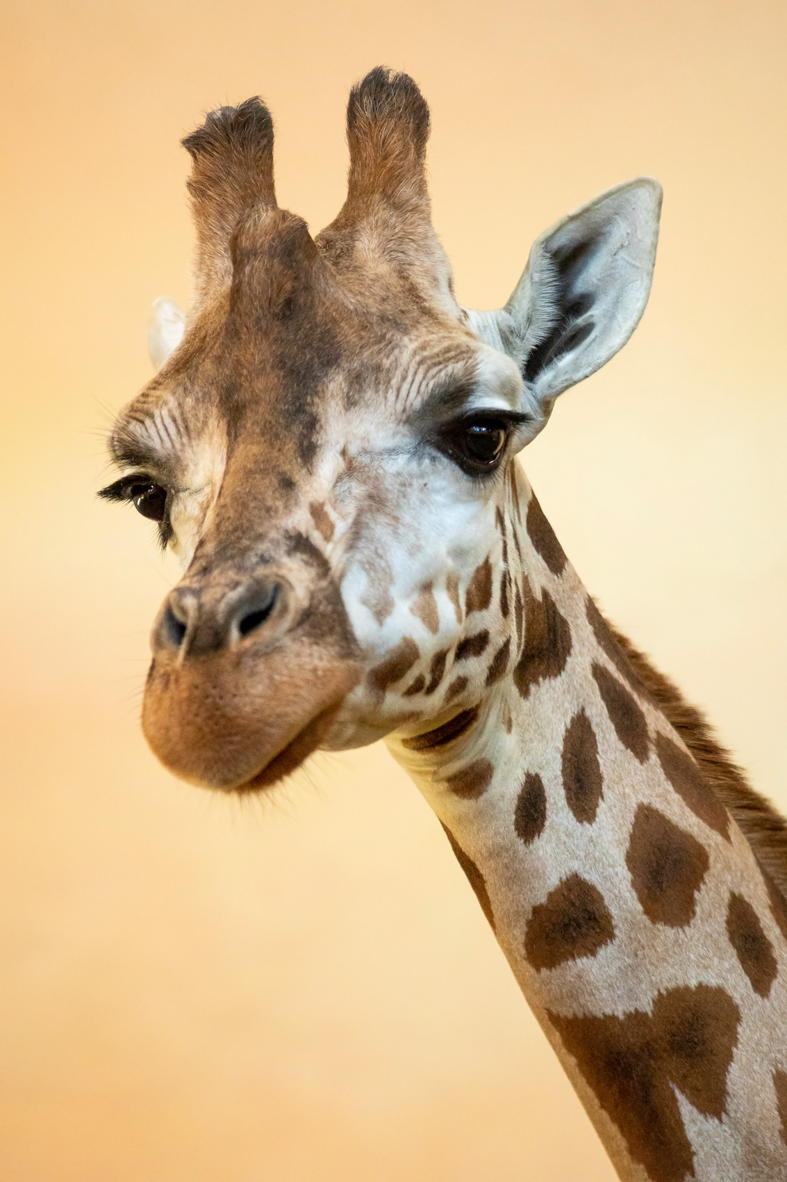 petr-vich-fotograf-portfolio-zvirata