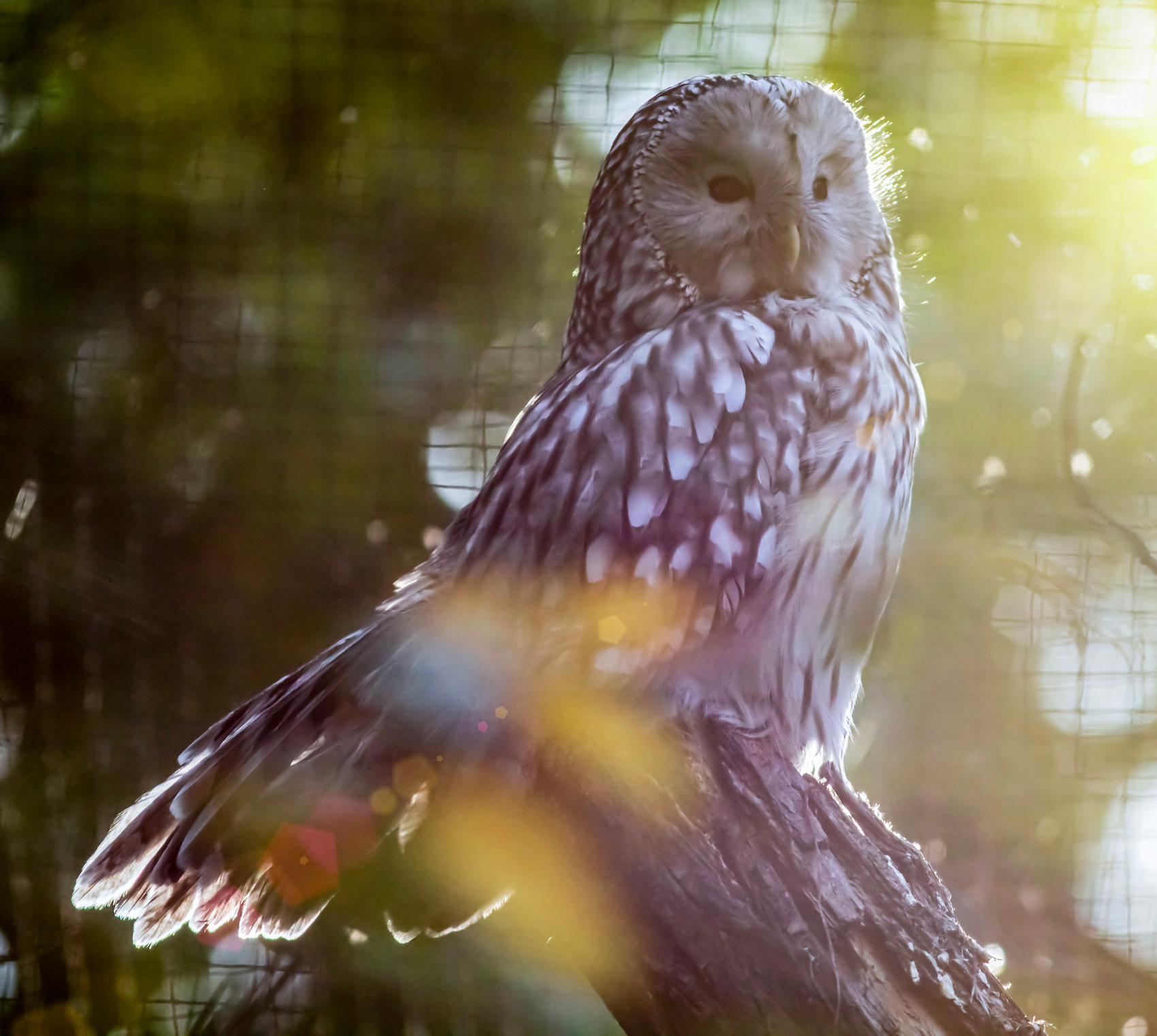 petr-vich-fotograf-portfolio-zvirata