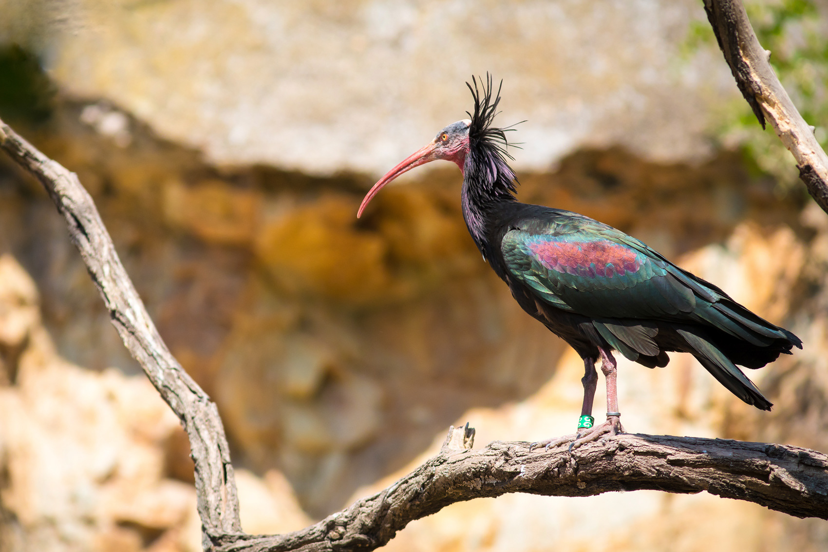 petr-vich-fotograf-portfolio-zvirata