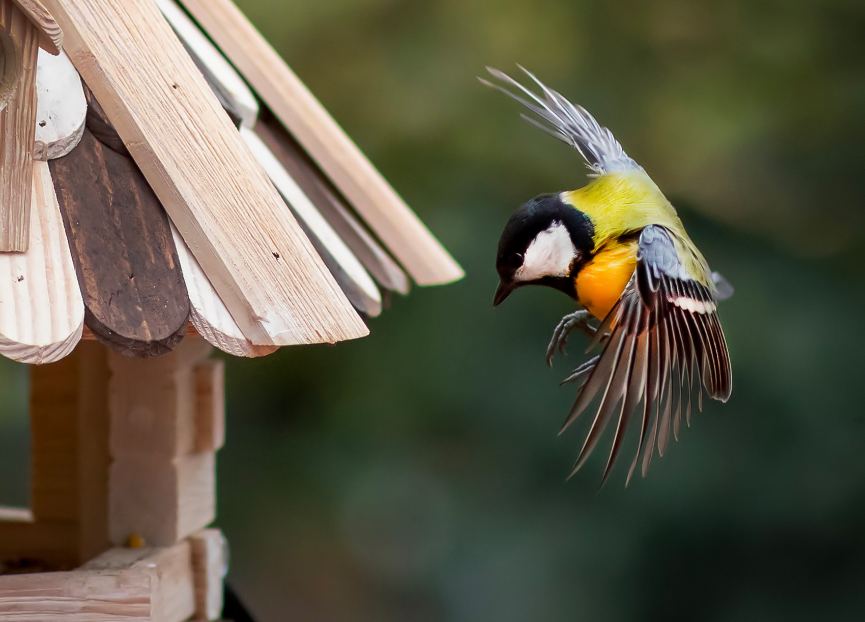 petr-vich-fotograf-portfolio-zvirata