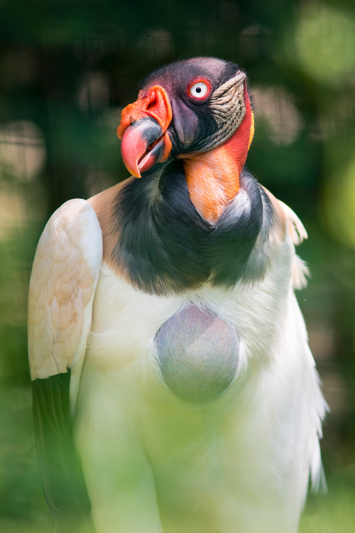 petr-vich-fotograf-portfolio-zvirata