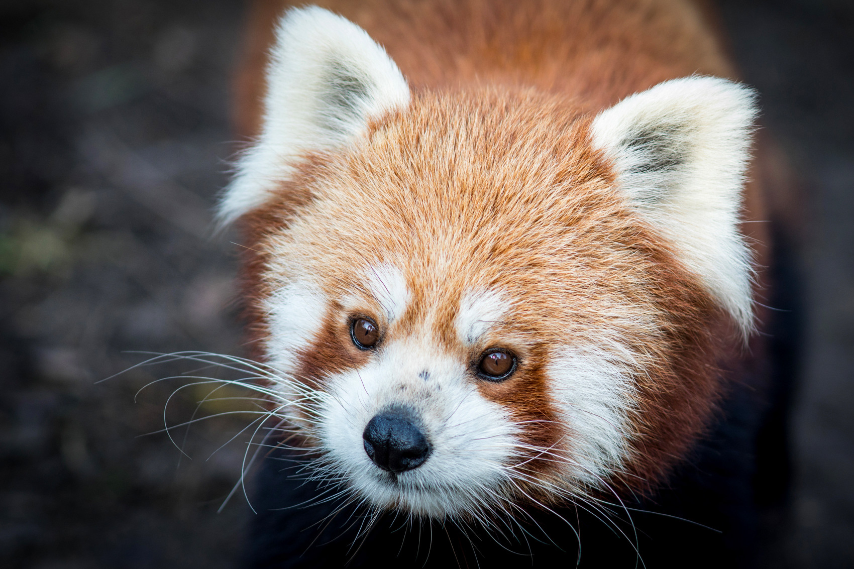 petr-vich-fotograf-portfolio-zvirata