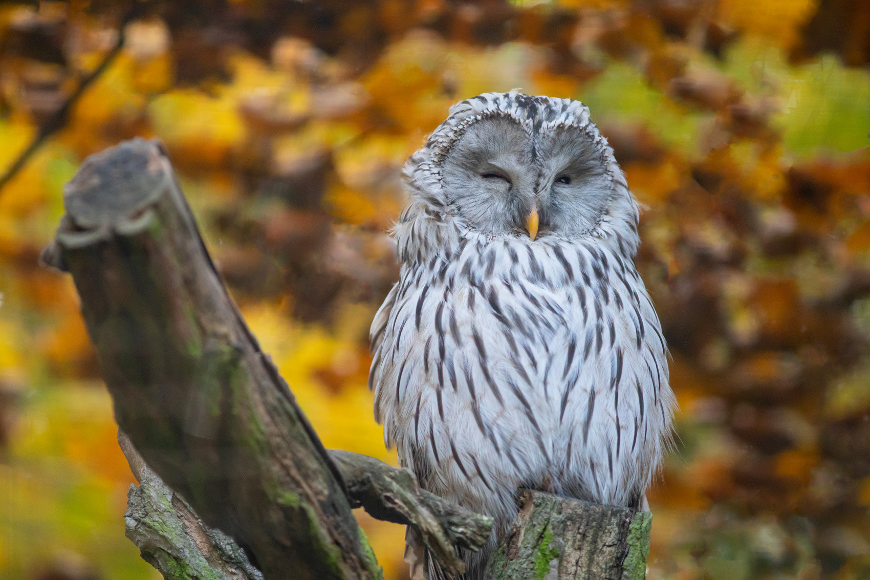 petr-vich-fotograf-portfolio-zvirata