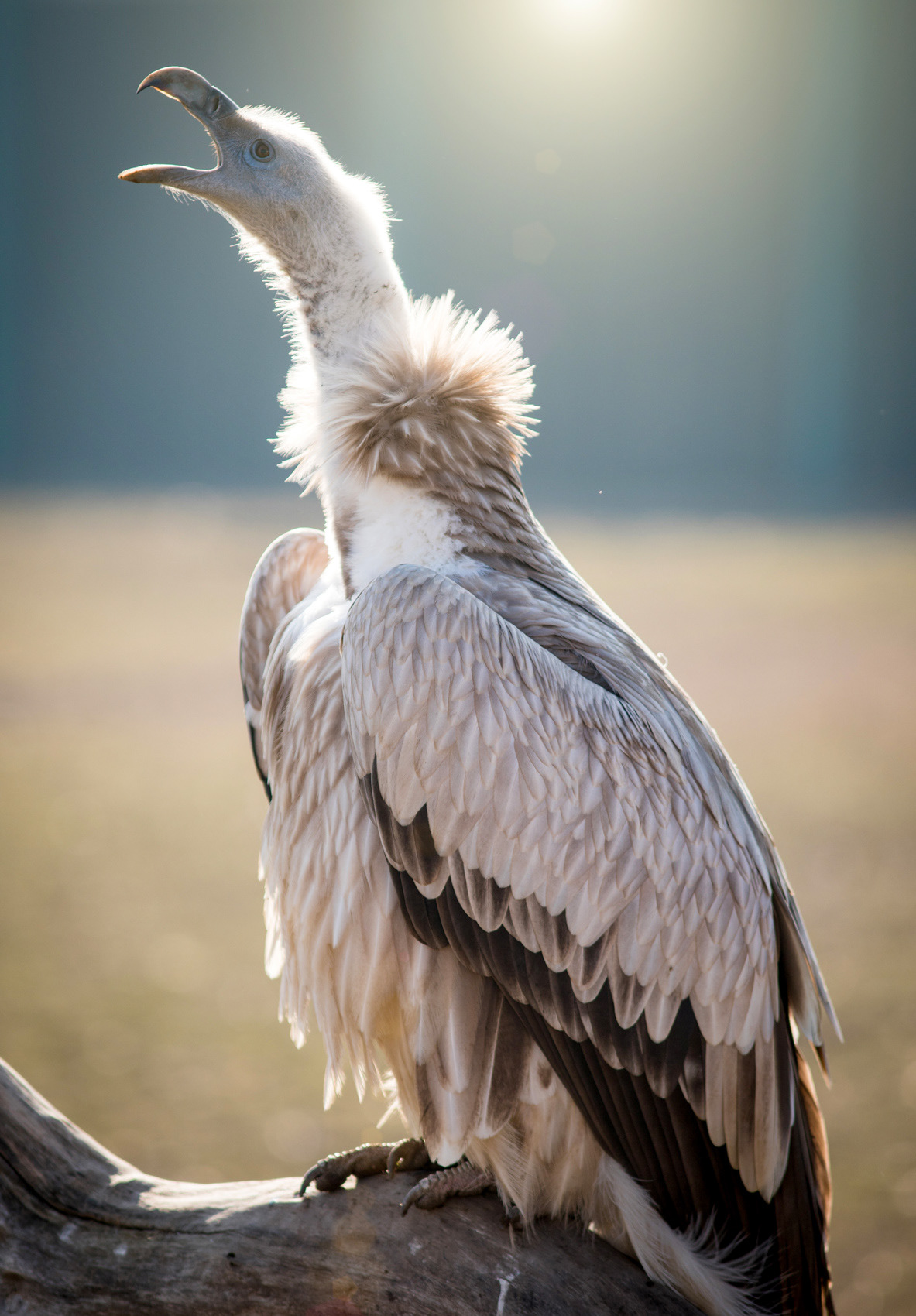 petr-vich-fotograf-portfolio-zvirata