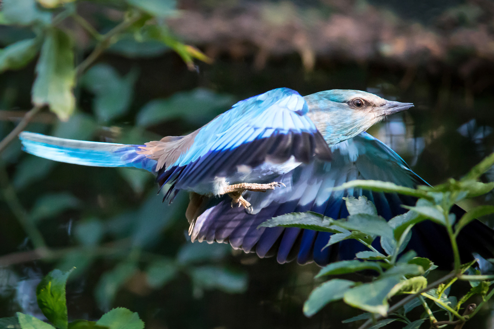 petr-vich-fotograf-portfolio-zvirata