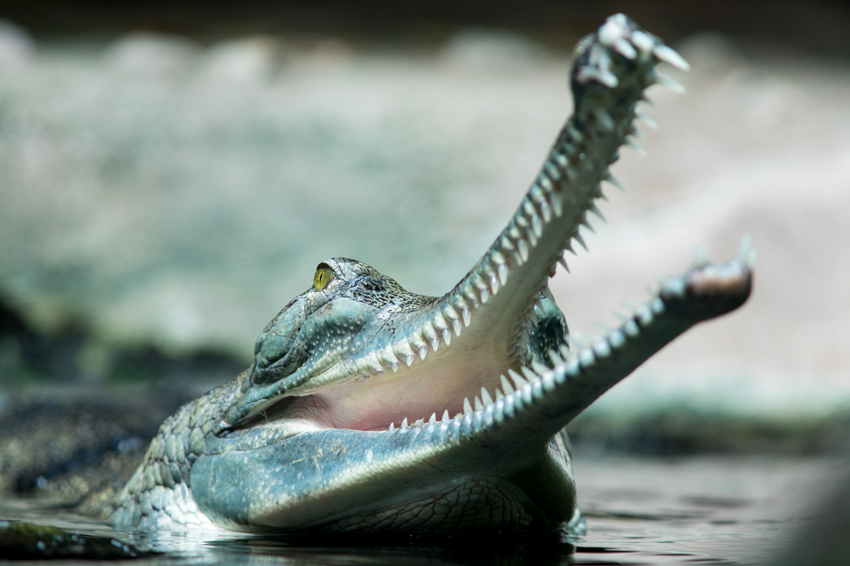 petr-vich-fotograf-portfolio-zvirata