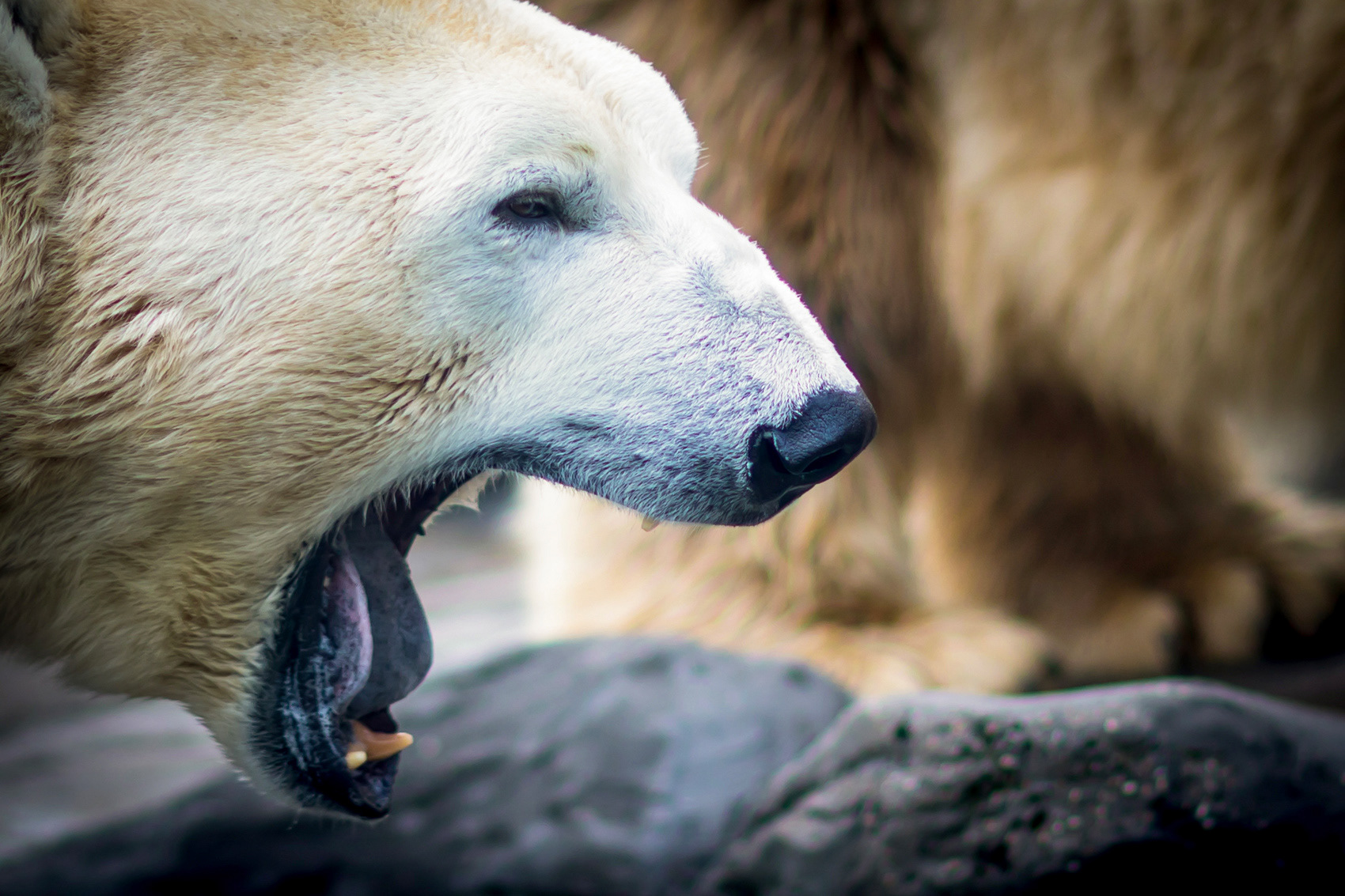 petr-vich-fotograf-portfolio-zvirata