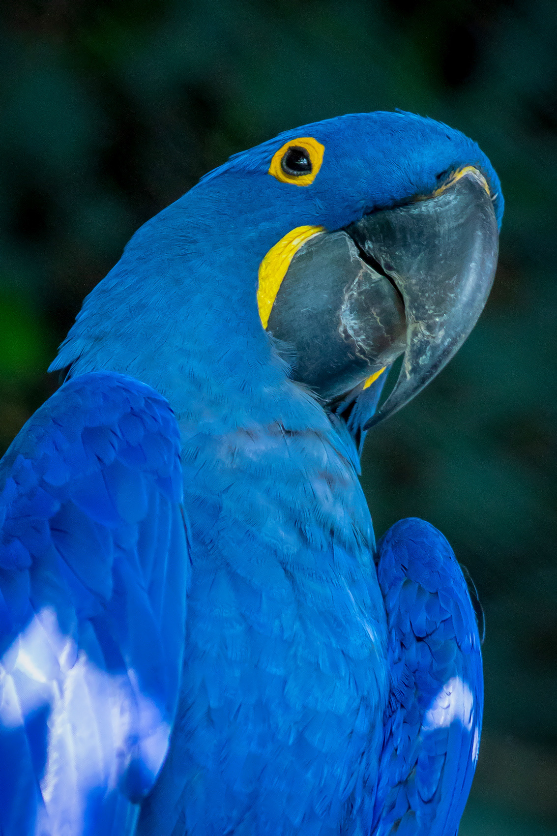 petr-vich-fotograf-portfolio-zvirata