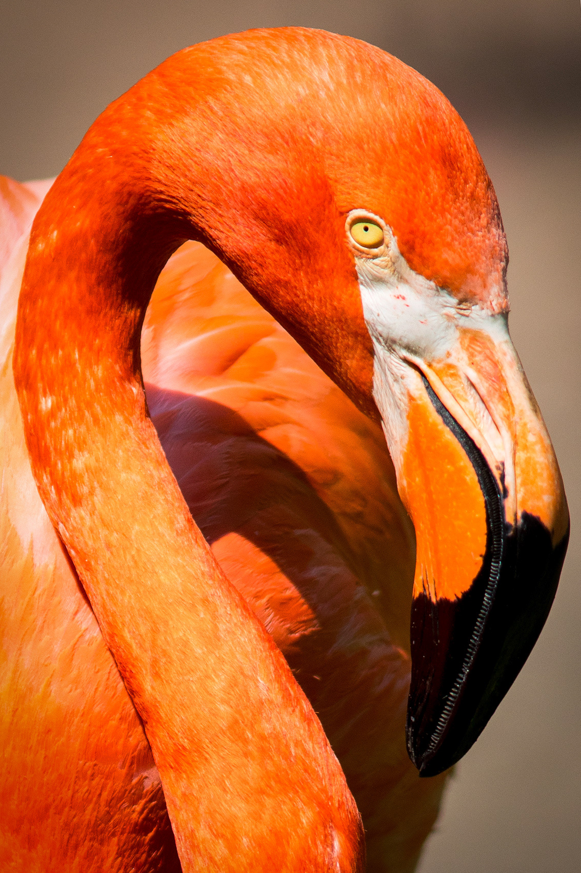 petr-vich-fotograf-portfolio-zvirata