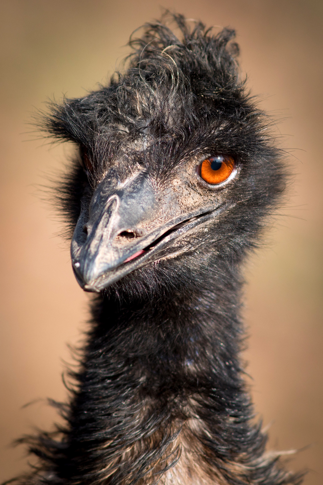 petr-vich-fotograf-portfolio-zvirata