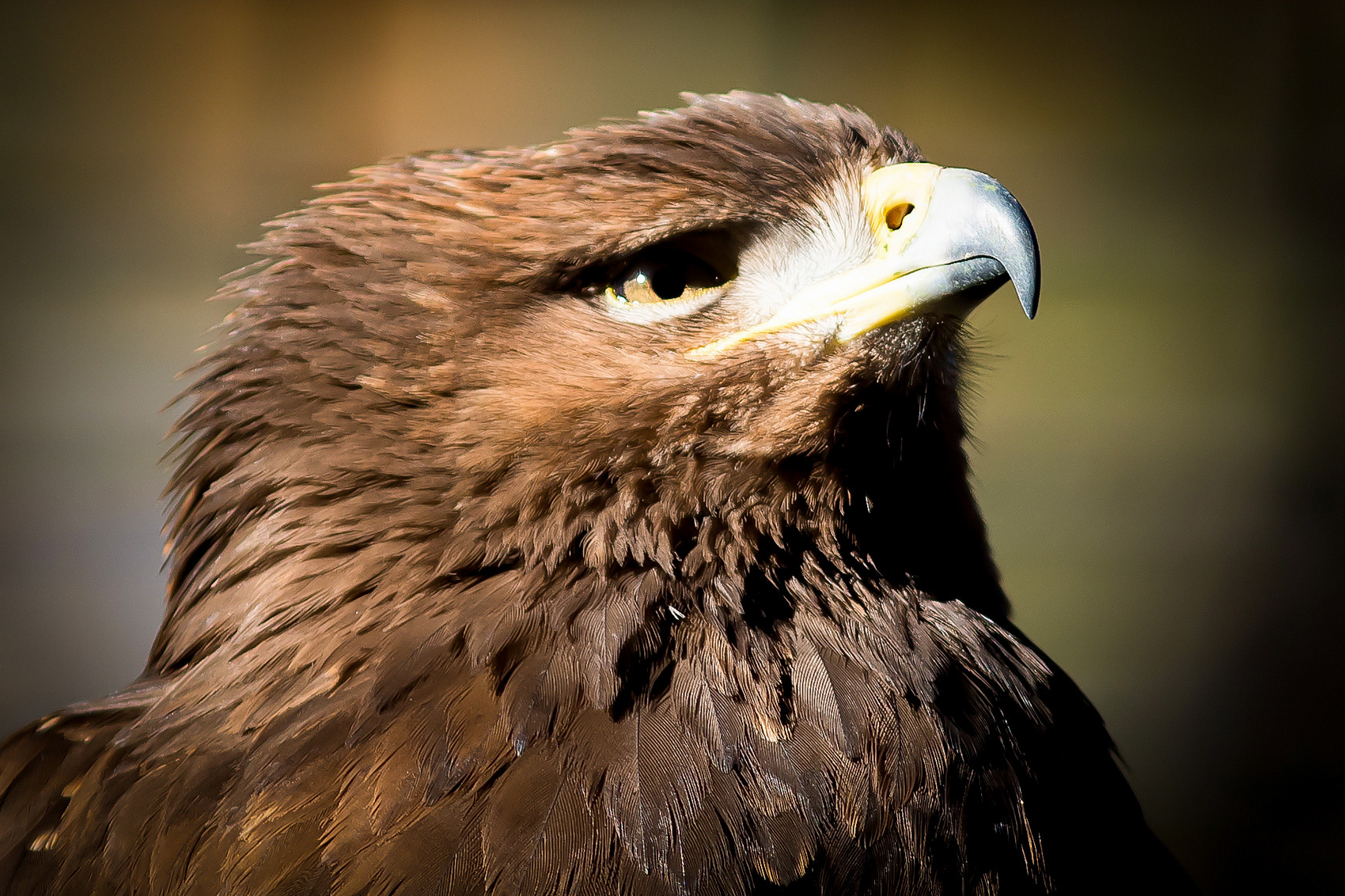 petr-vich-fotograf-portfolio-zvirata