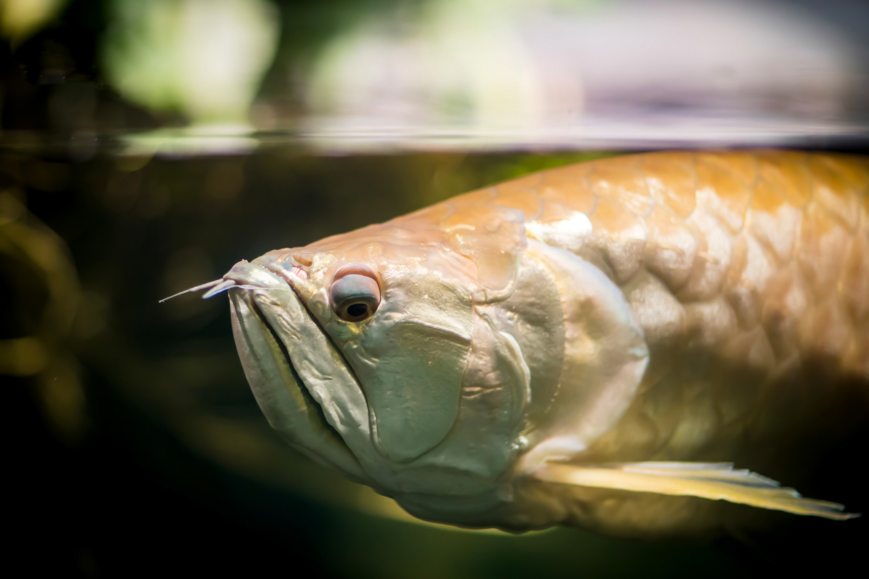 petr-vich-fotograf-portfolio-zvirata