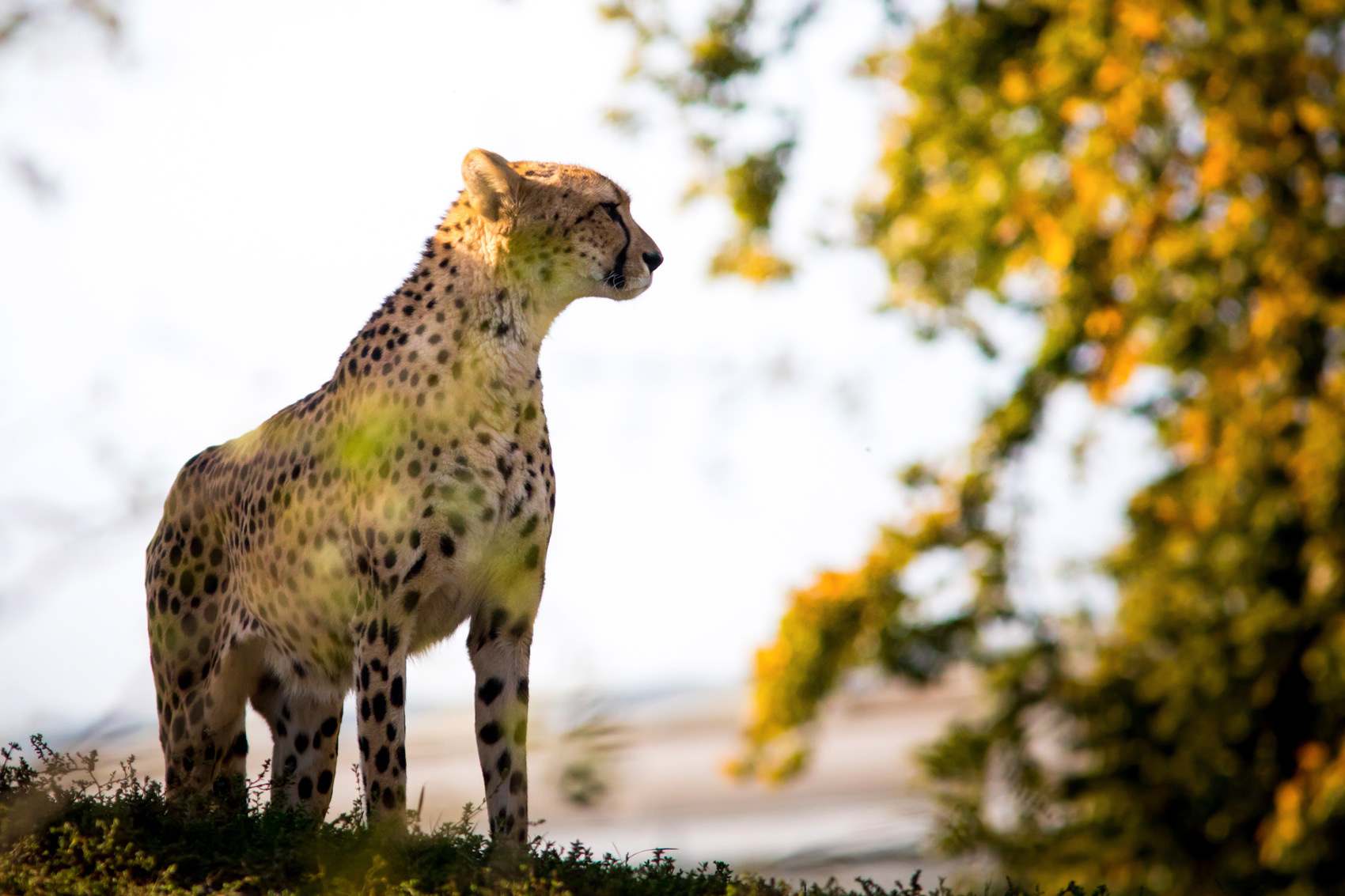 petr-vich-fotograf-portfolio-zvirata