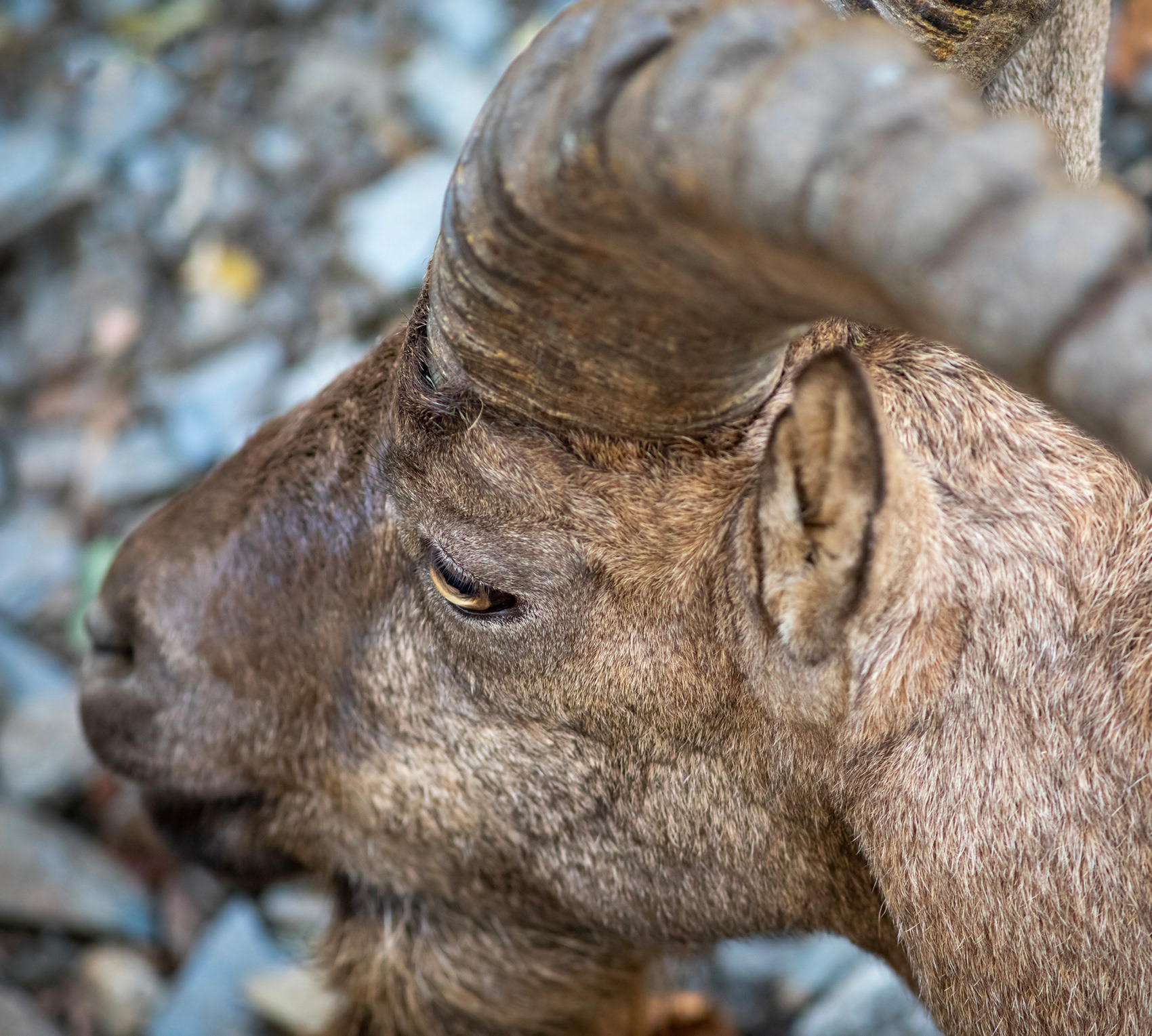 petr-vich-fotograf-portfolio-zvirata