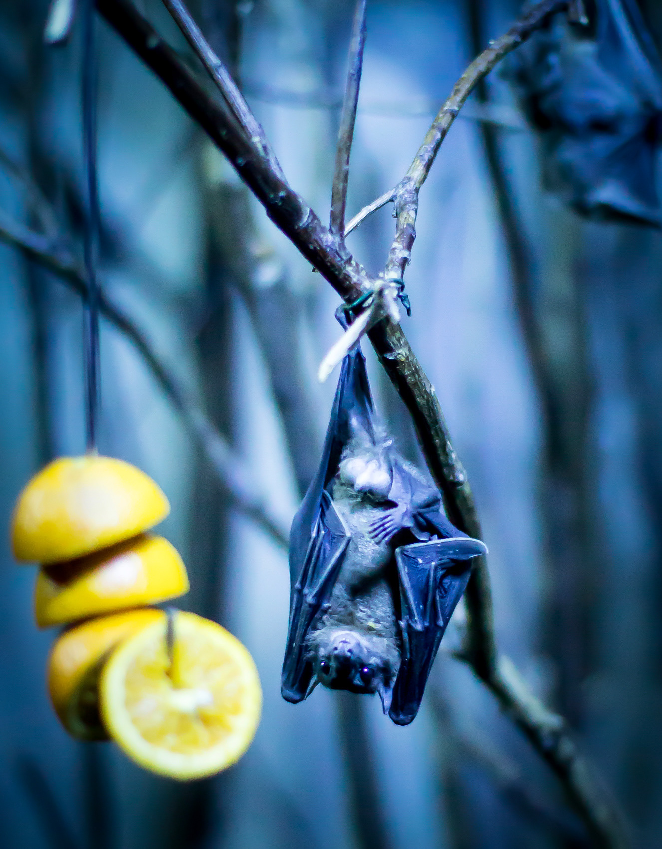 petr-vich-fotograf-portfolio-zvirata