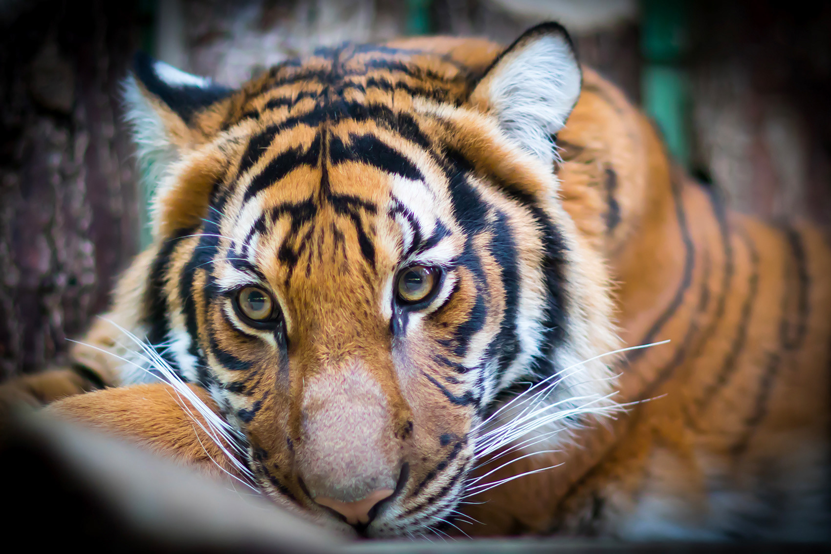 petr-vich-fotograf-portfolio-zvirata