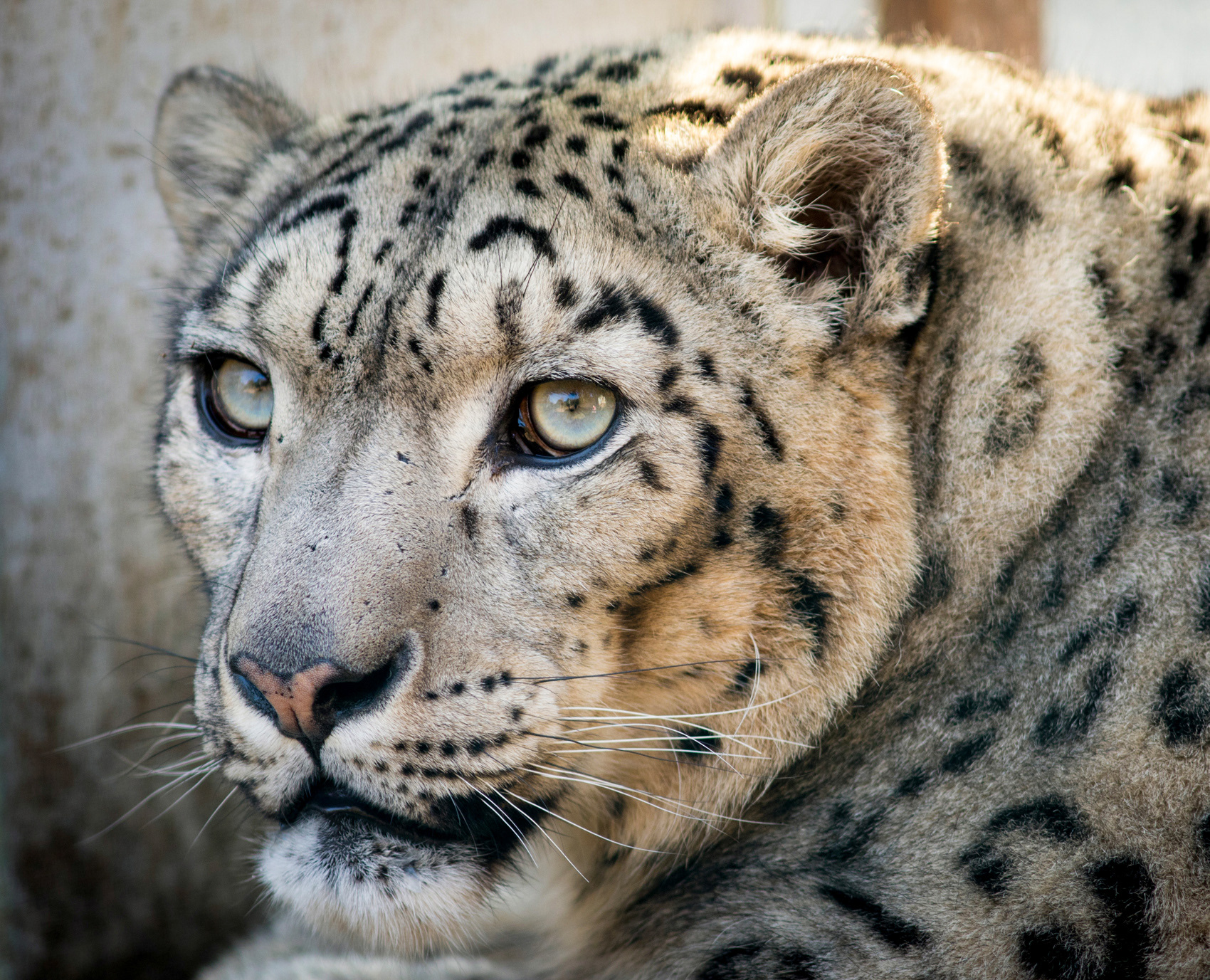 petr-vich-fotograf-portfolio-zvirata