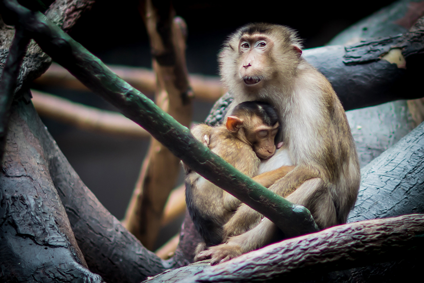 petr-vich-fotograf-portfolio-zvirata