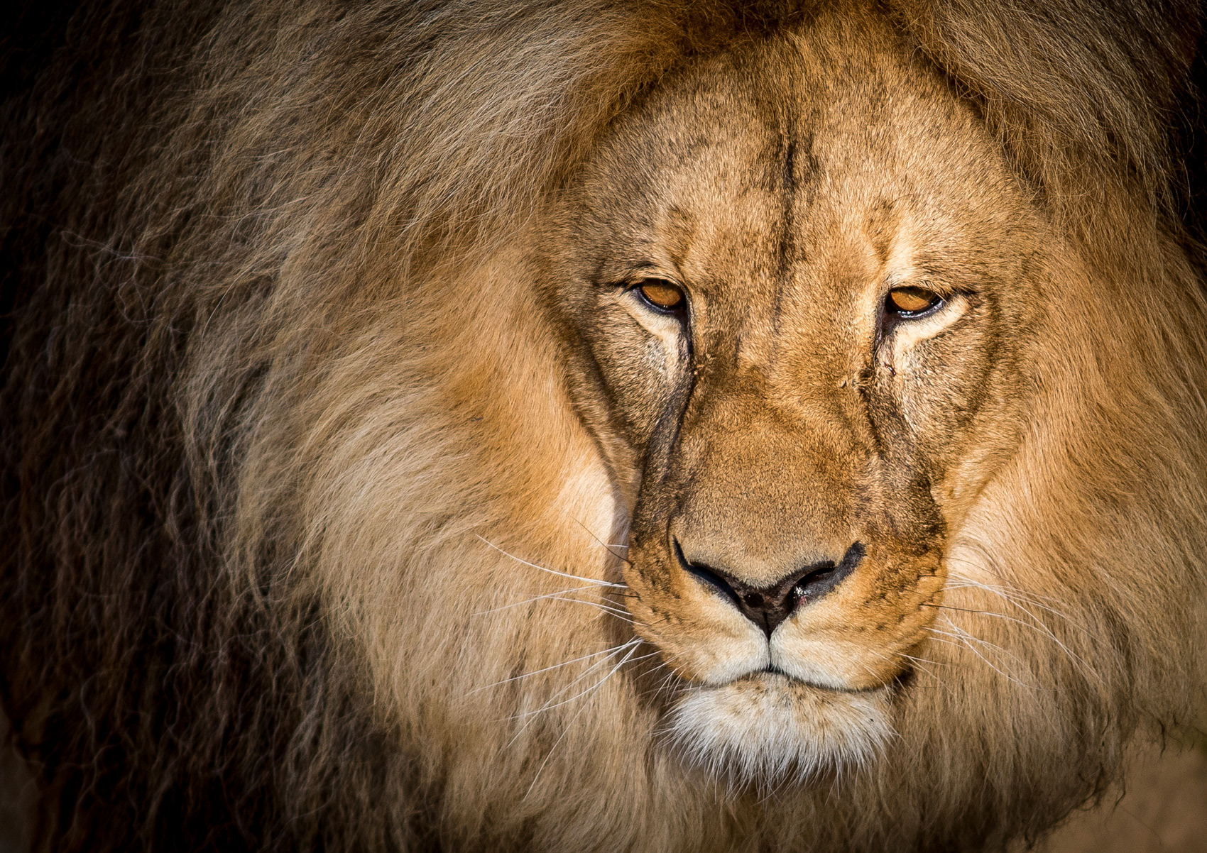 petr-vich-fotograf-portfolio-zvirata