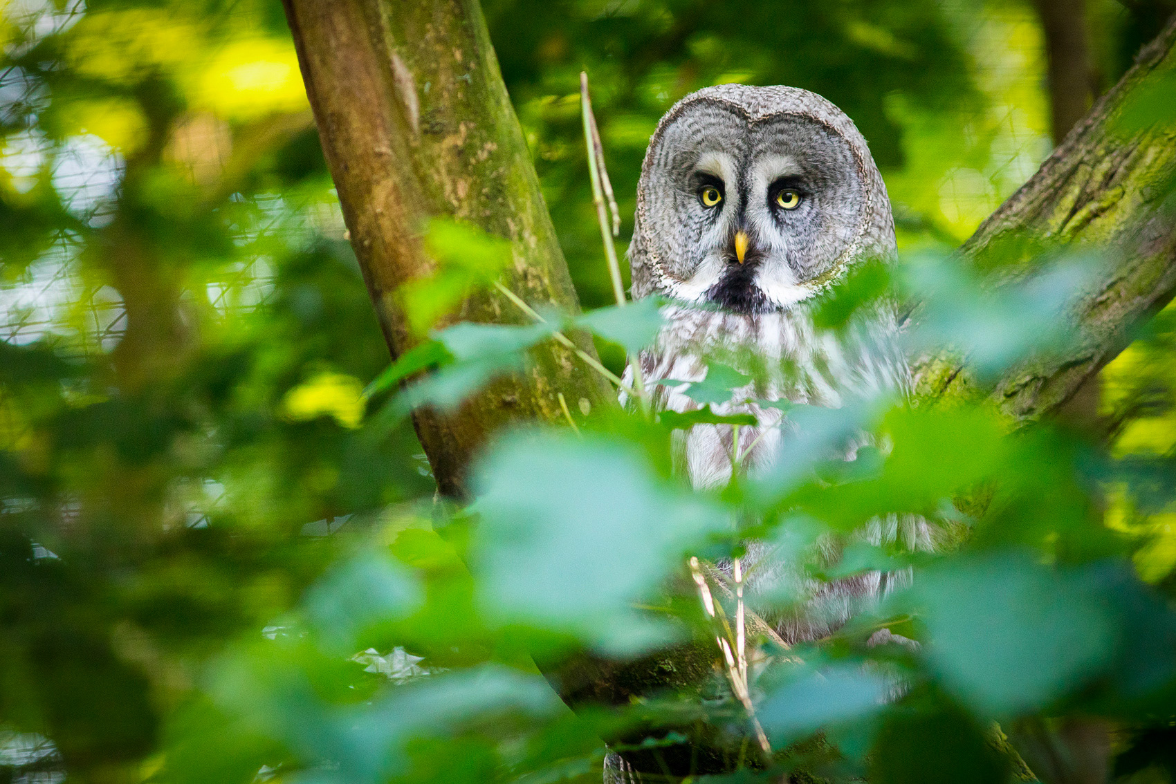 petr-vich-fotograf-portfolio-zvirata