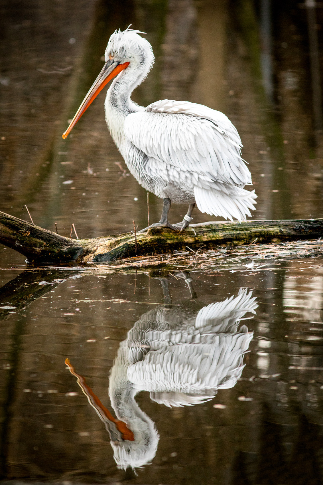 petr-vich-fotograf-portfolio-zvirata