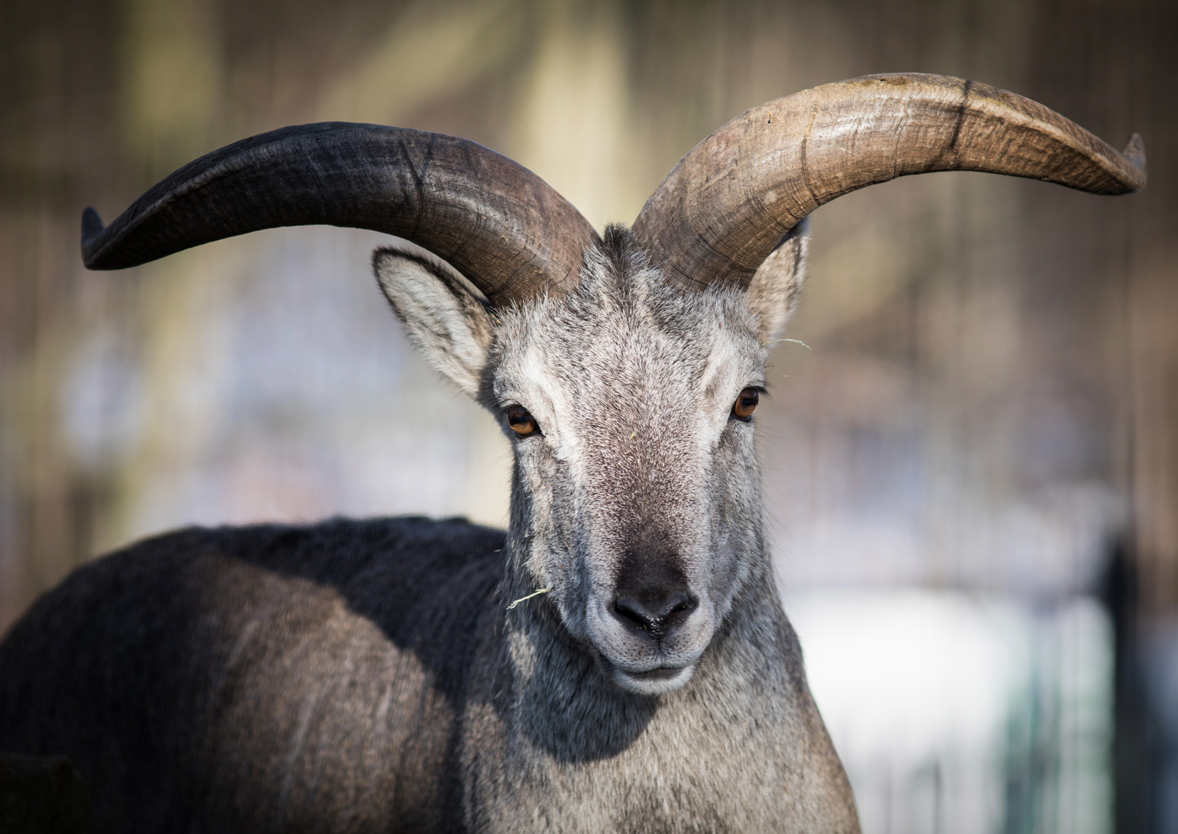 petr-vich-fotograf-portfolio-zvirata