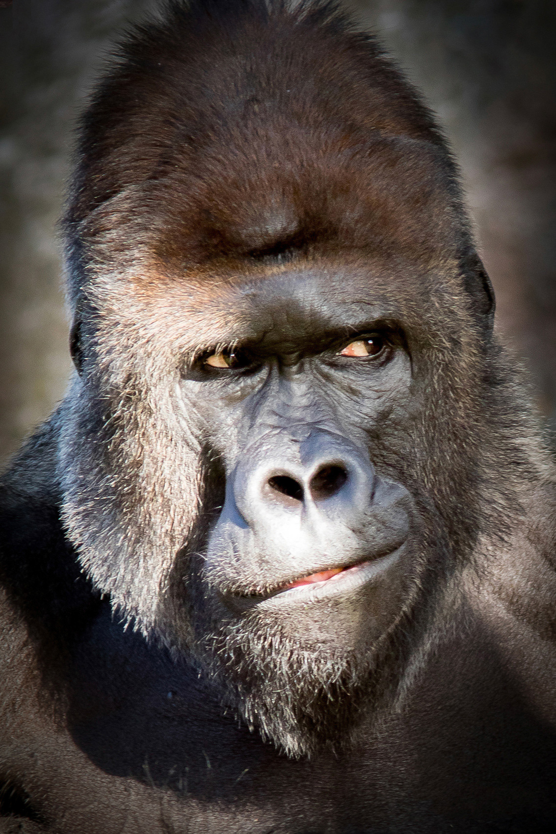 petr-vich-fotograf-portfolio-zvirata