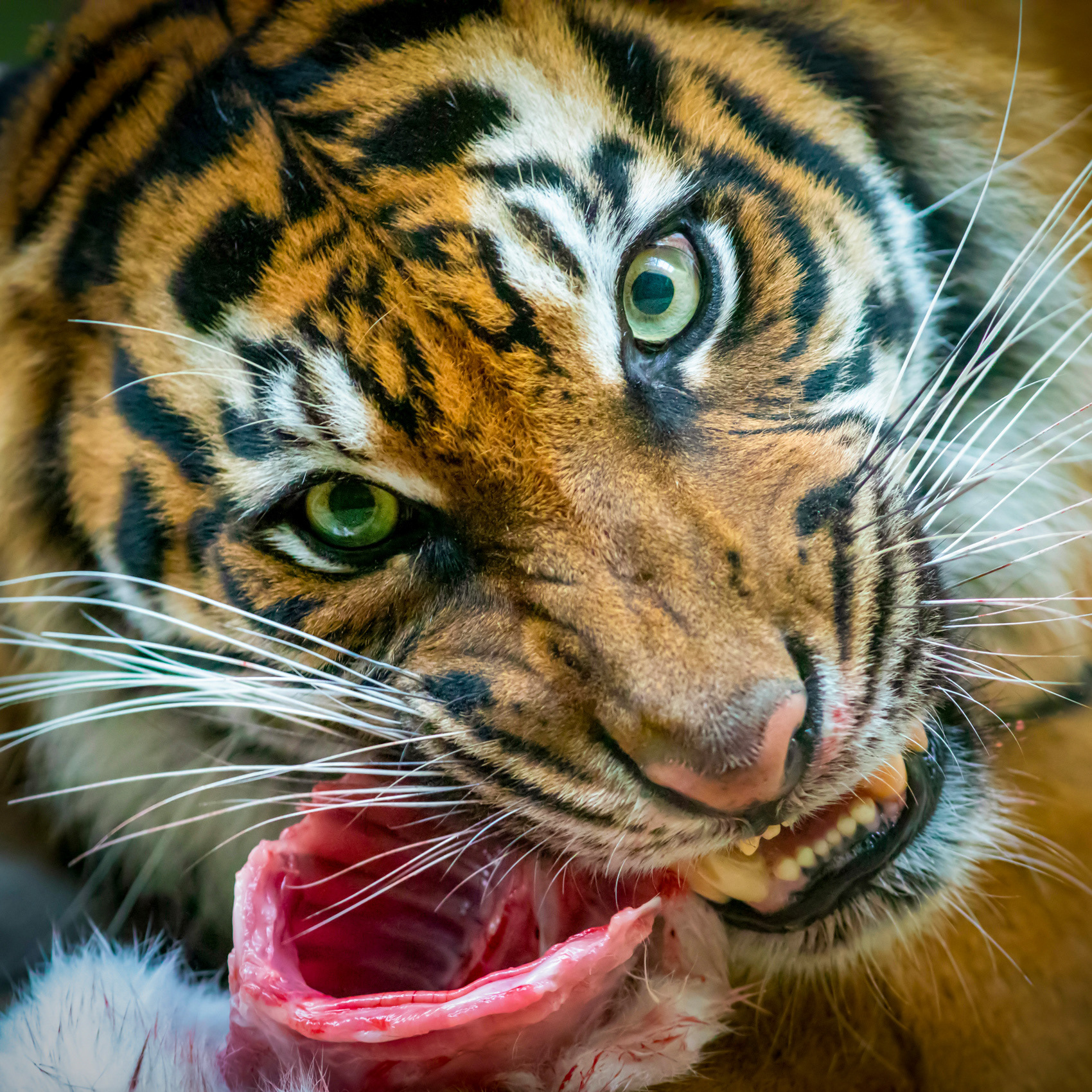 petr-vich-fotograf-portfolio-zvirata