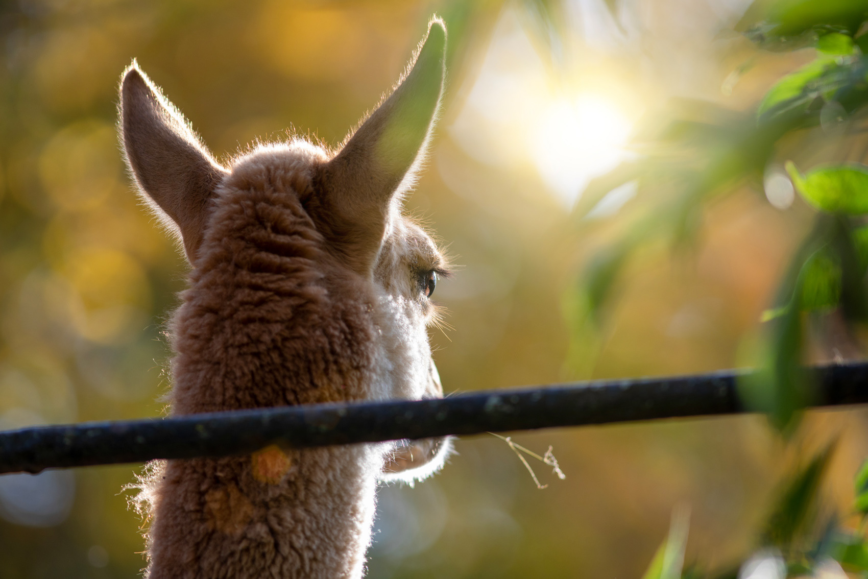 petr-vich-fotograf-portfolio-zvirata