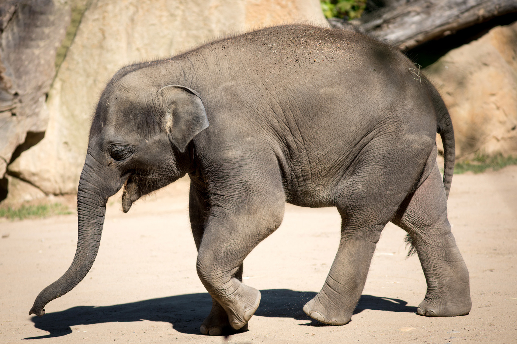 petr-vich-fotograf-portfolio-zvirata