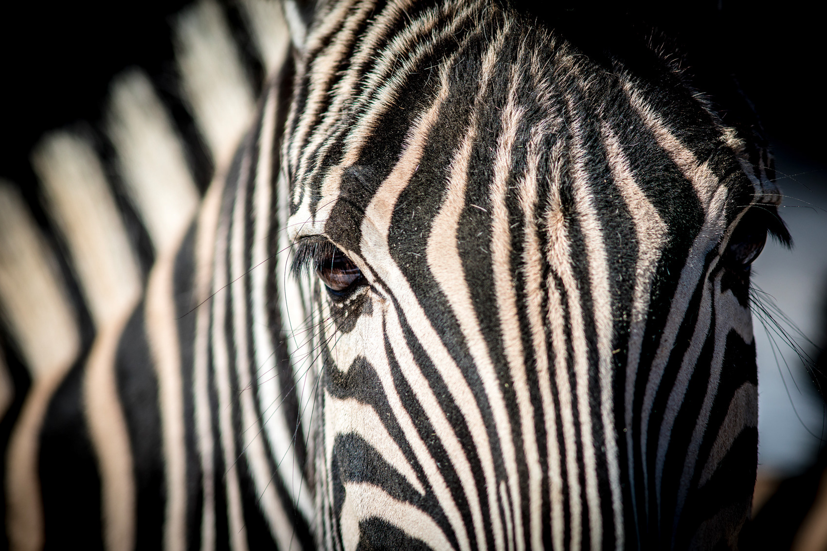 petr-vich-fotograf-portfolio-zvirata