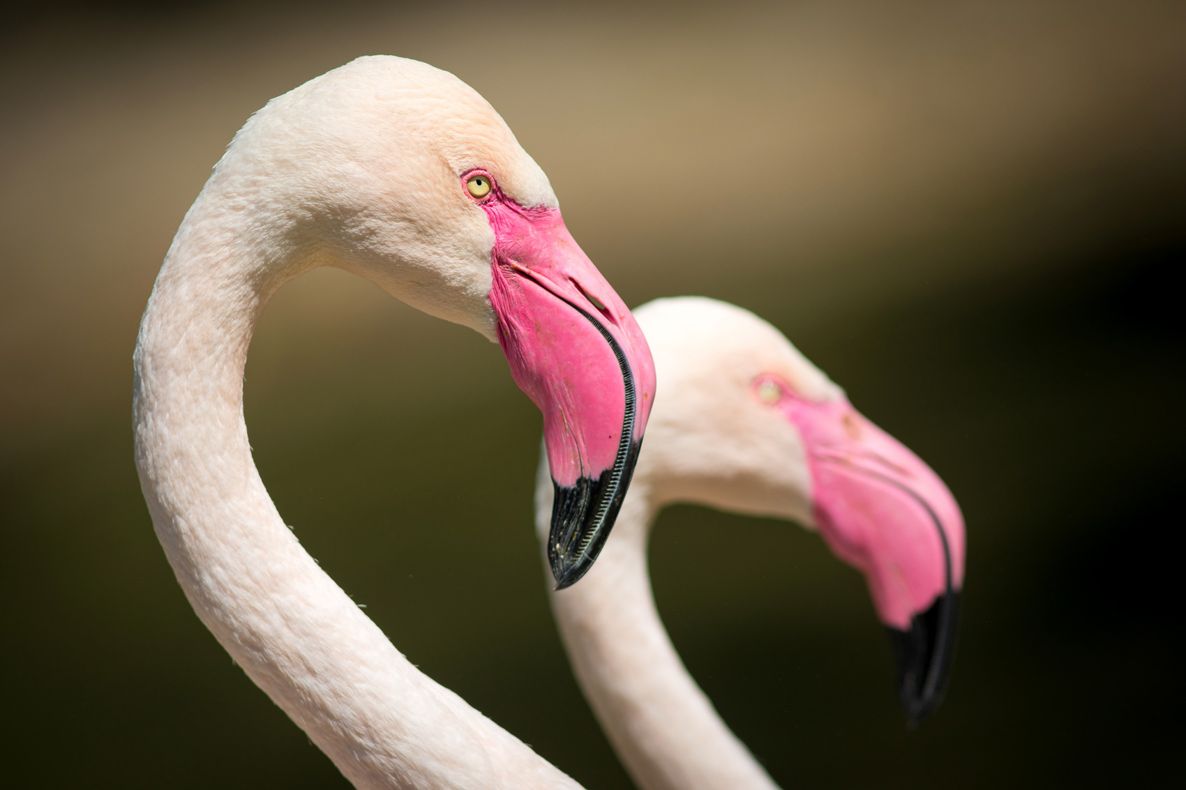 petr-vich-fotograf-portfolio-zvirata